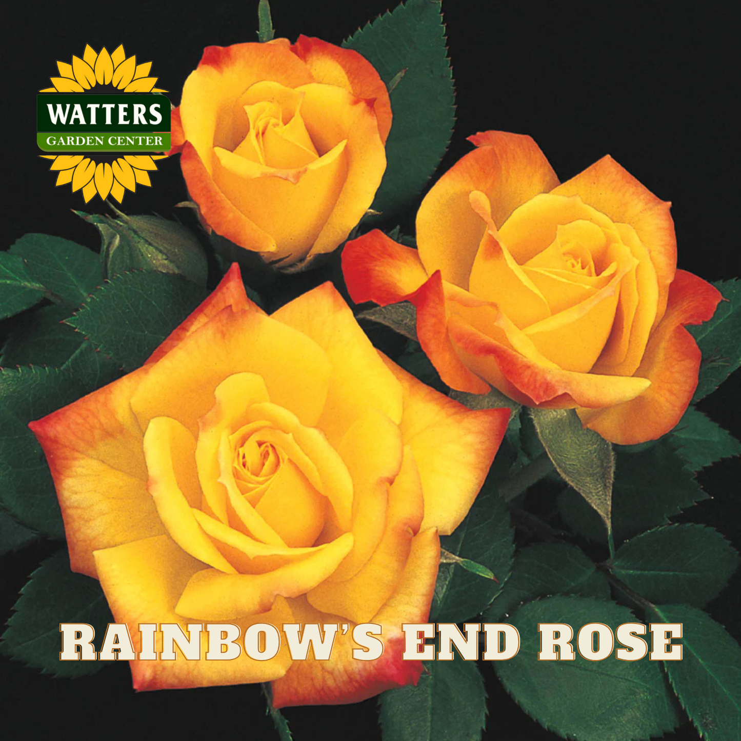 Three yellow and orange roses with 'Watters Garden Center' logo and 'Rainbow's End Rose' text.