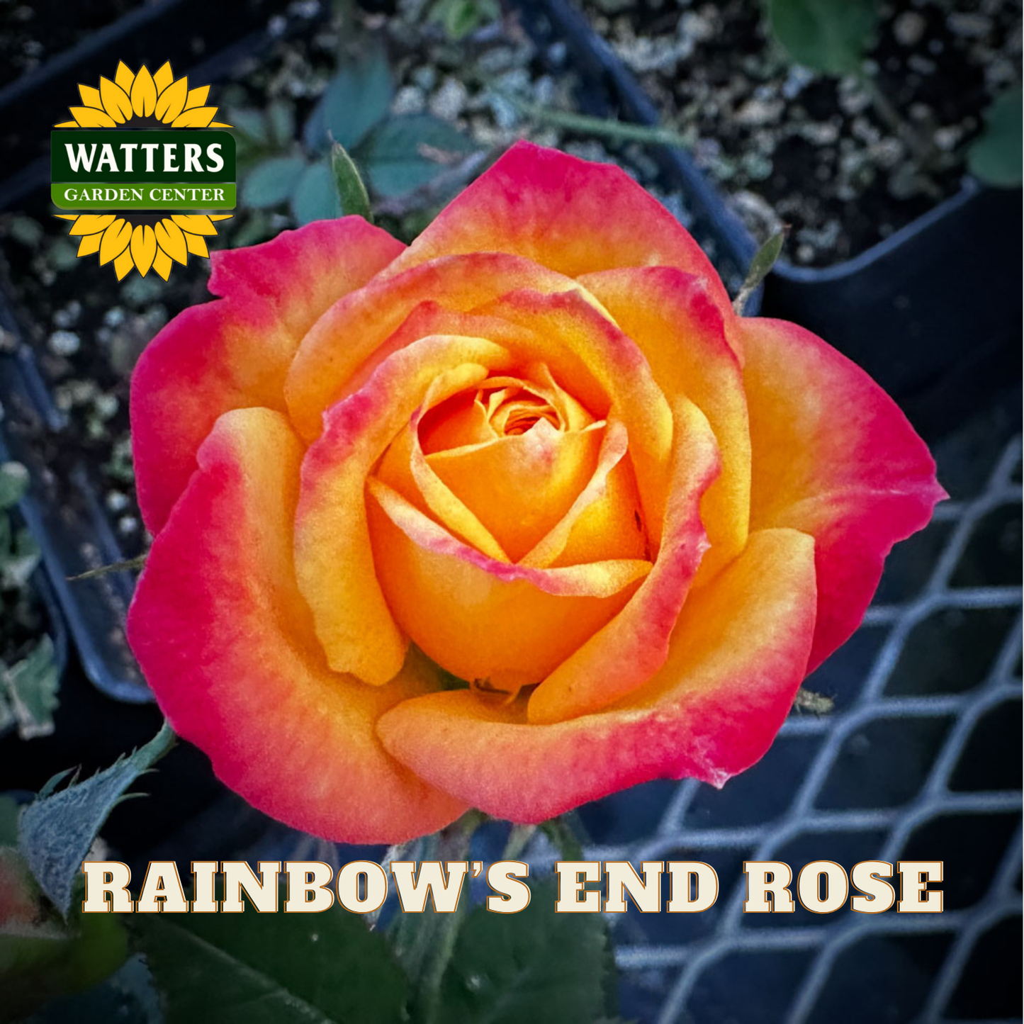 Multicolored rose with 'Watters Garden Center' logo and 'Rainbow's End Rose' text.
