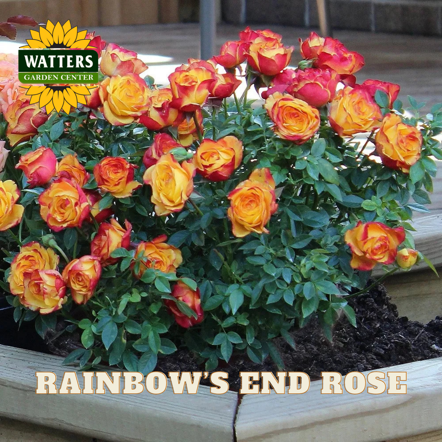 Bush of multicolored roses with 'Watters Garden Center' logo and 'Rainbow's End Rose' text.