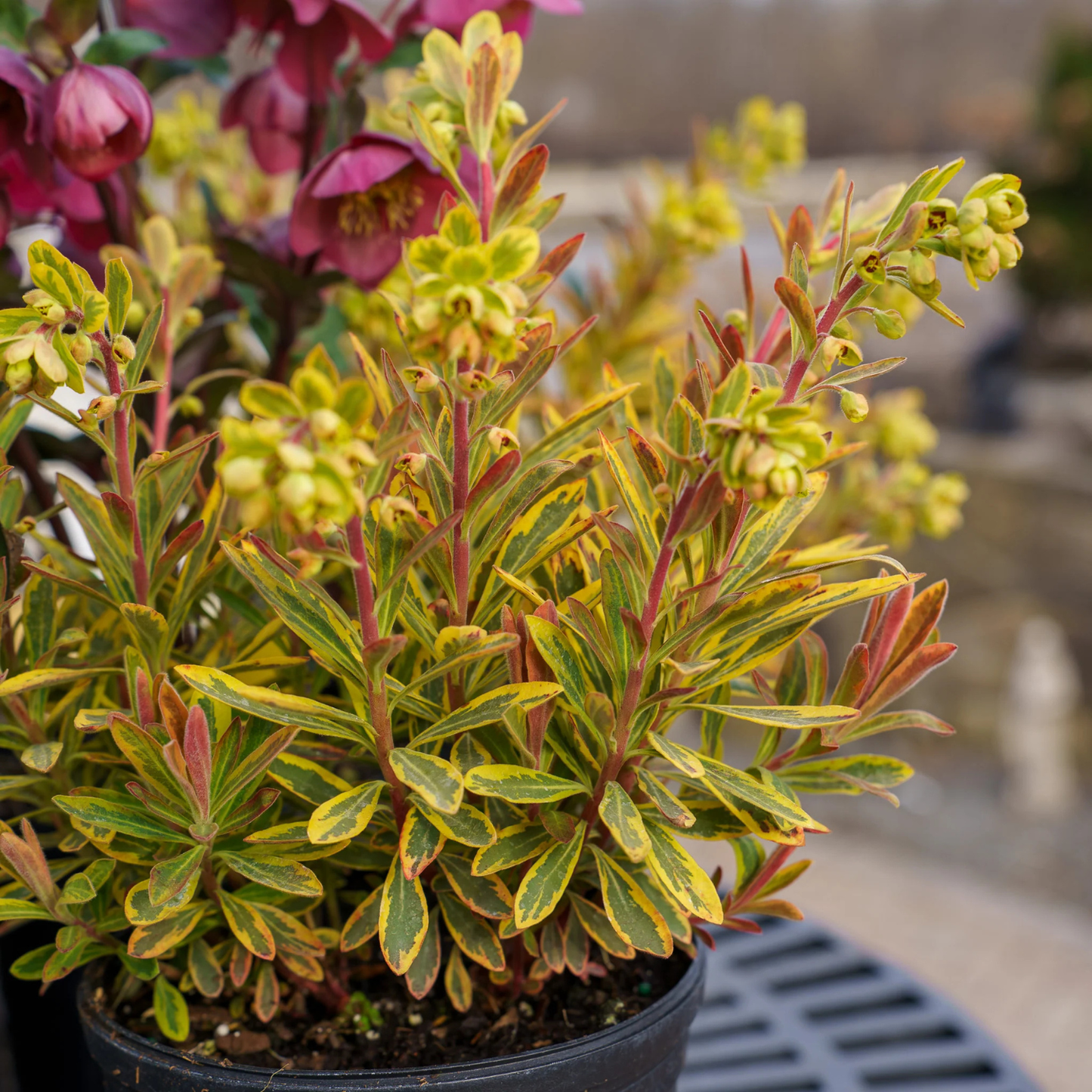 A potted variegated helleborus plant with yellow-green and reddish variegated leaves and small yellow-green flowers, shown in a black nursery pot with a blurred garden background.