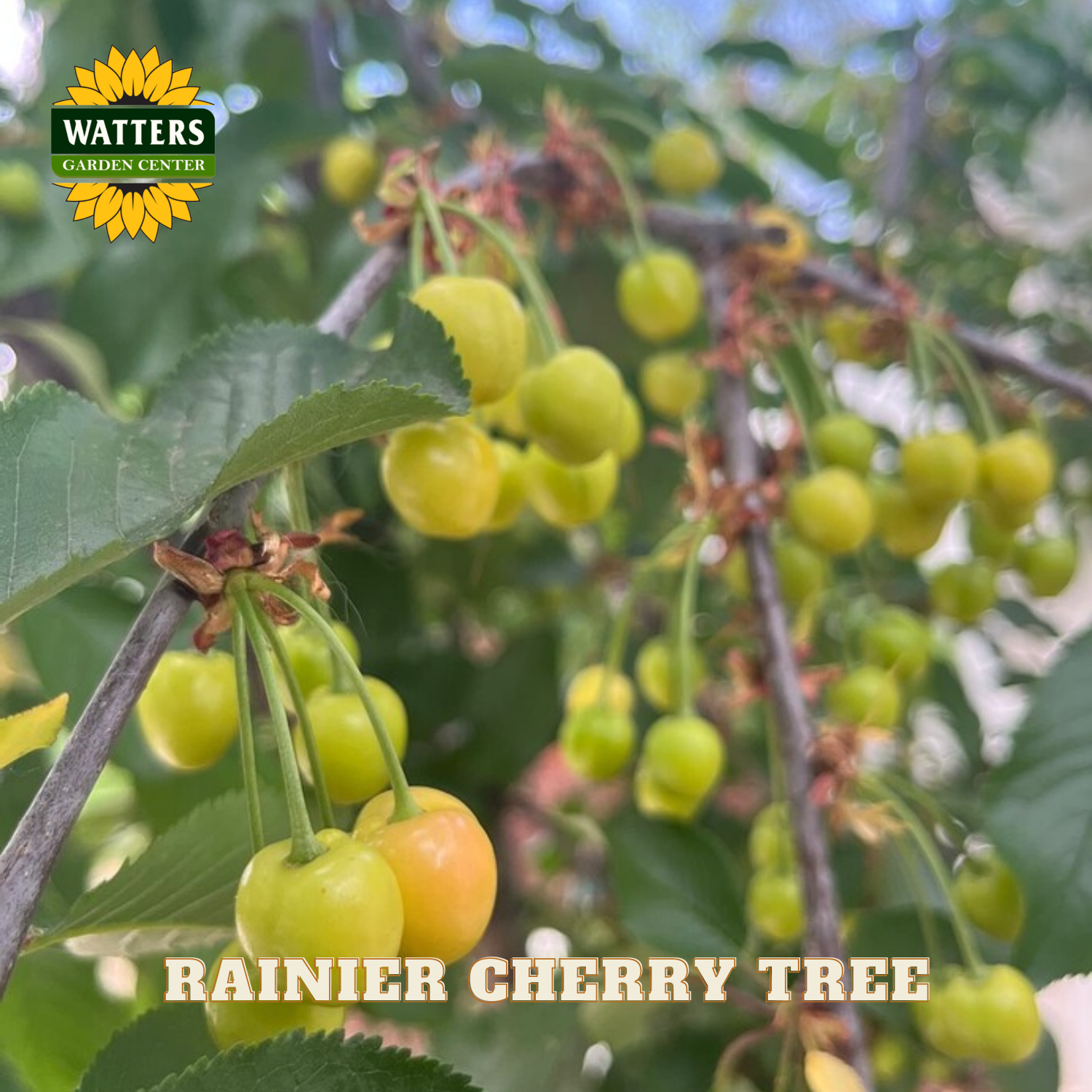 Rainier cherry tree with green and yellow cherries, Watters Garden Center logo visible.