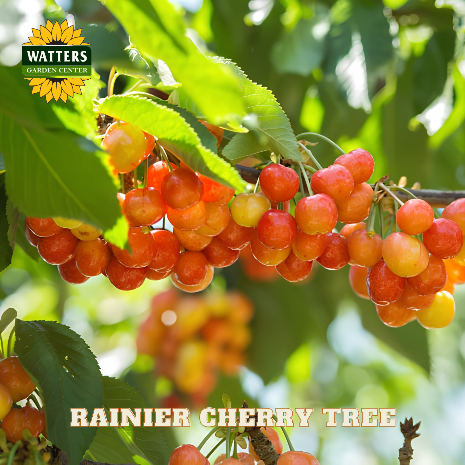 Bunch of red and yellow cherries on a Rainier cherry tree with Watters Garden Center branding.
