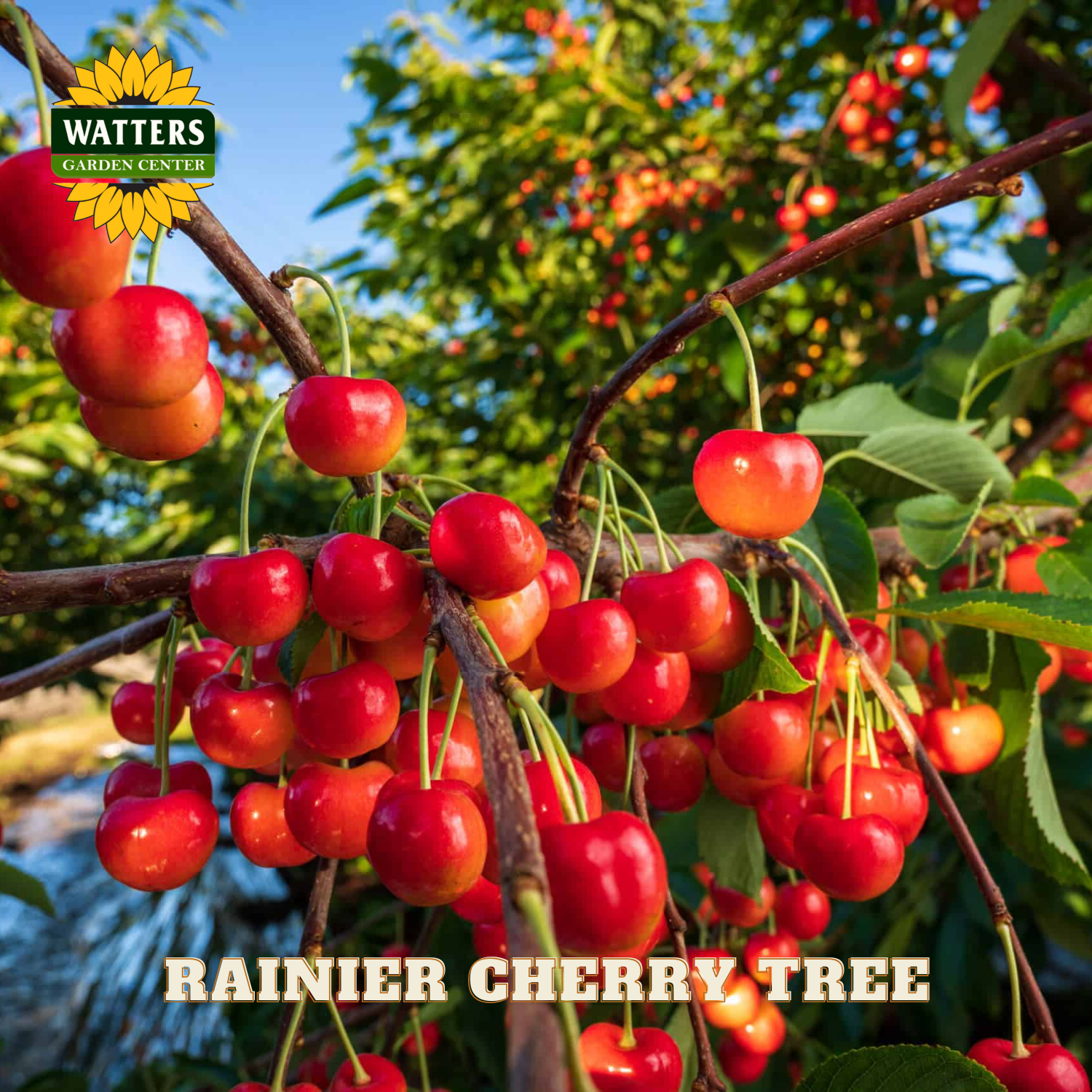 Rainier cherry tree with ripe red cherries and Watters Garden Center logo.