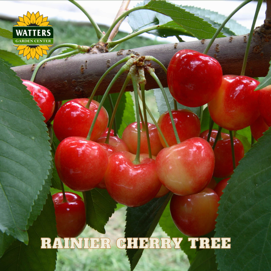 Bunch of red cherries on a branch with Watters Garden Center logo.