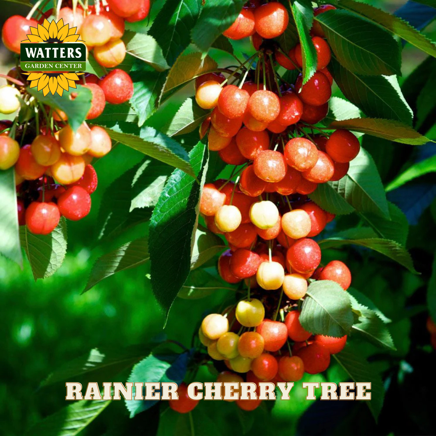 Rainier cherry tree with ripe red and yellow cherries, Watters Garden Center logo visible.