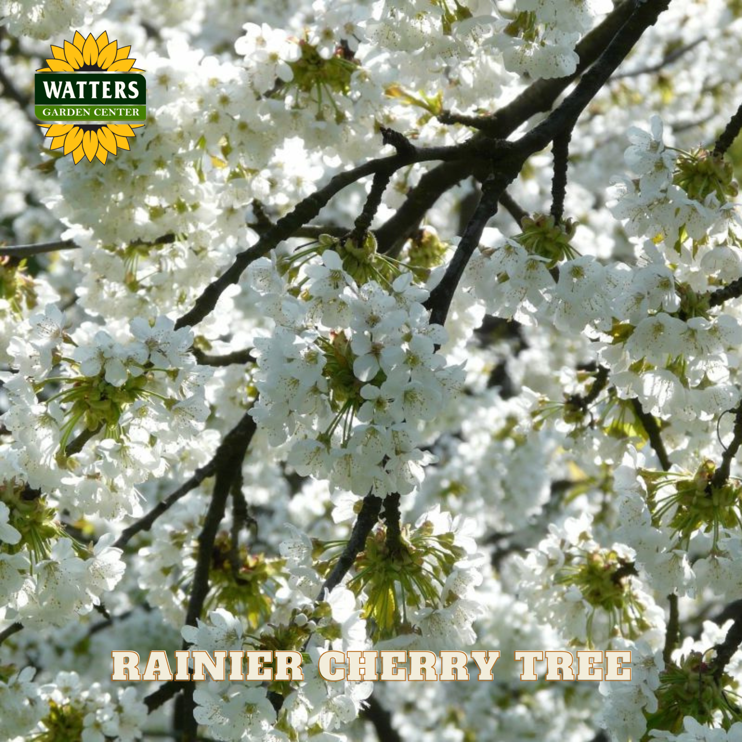 Close-up of white cherry blossoms on a branch with Watters Garden Center logo.