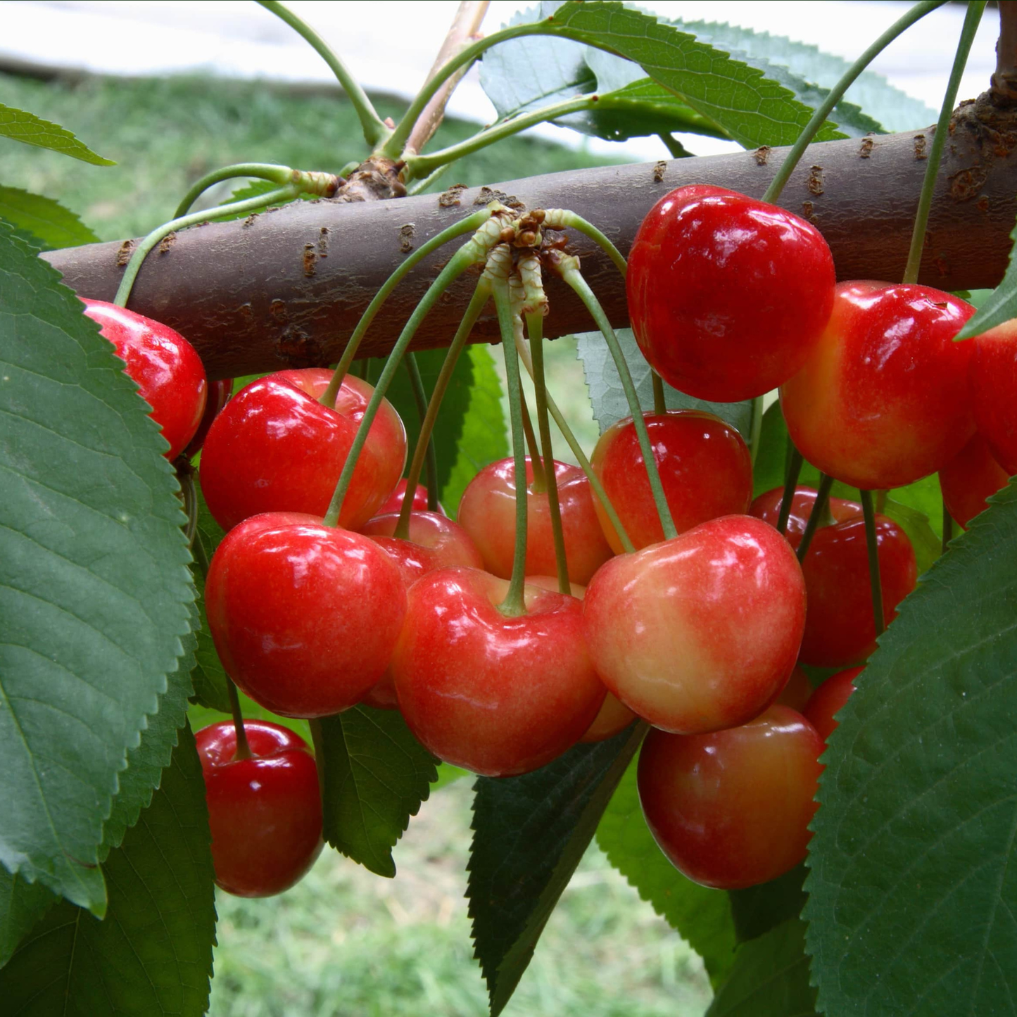 Close-up of red cherries on a branch with green leaves.