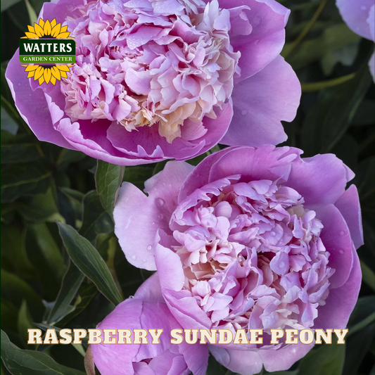 Pink peony flowers with 'Watters Garden Center' logo and 'Raspberry Sundae Peony' text.