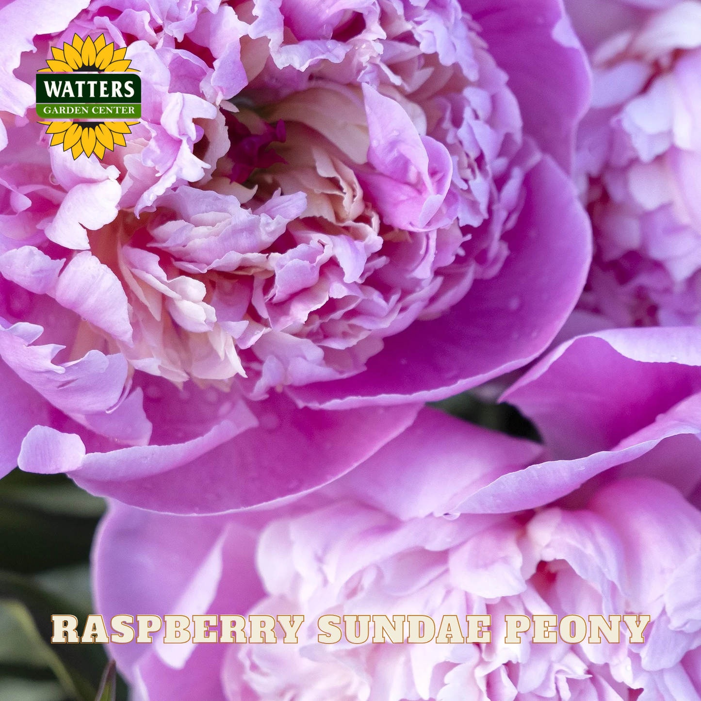 Close-up of a raspberry sundae peony with Watters Garden Center branding.