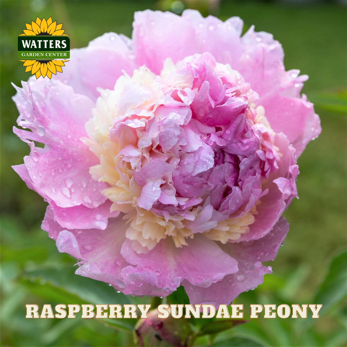 Pink raspberry sundae peony flower with Watters Garden Center logo