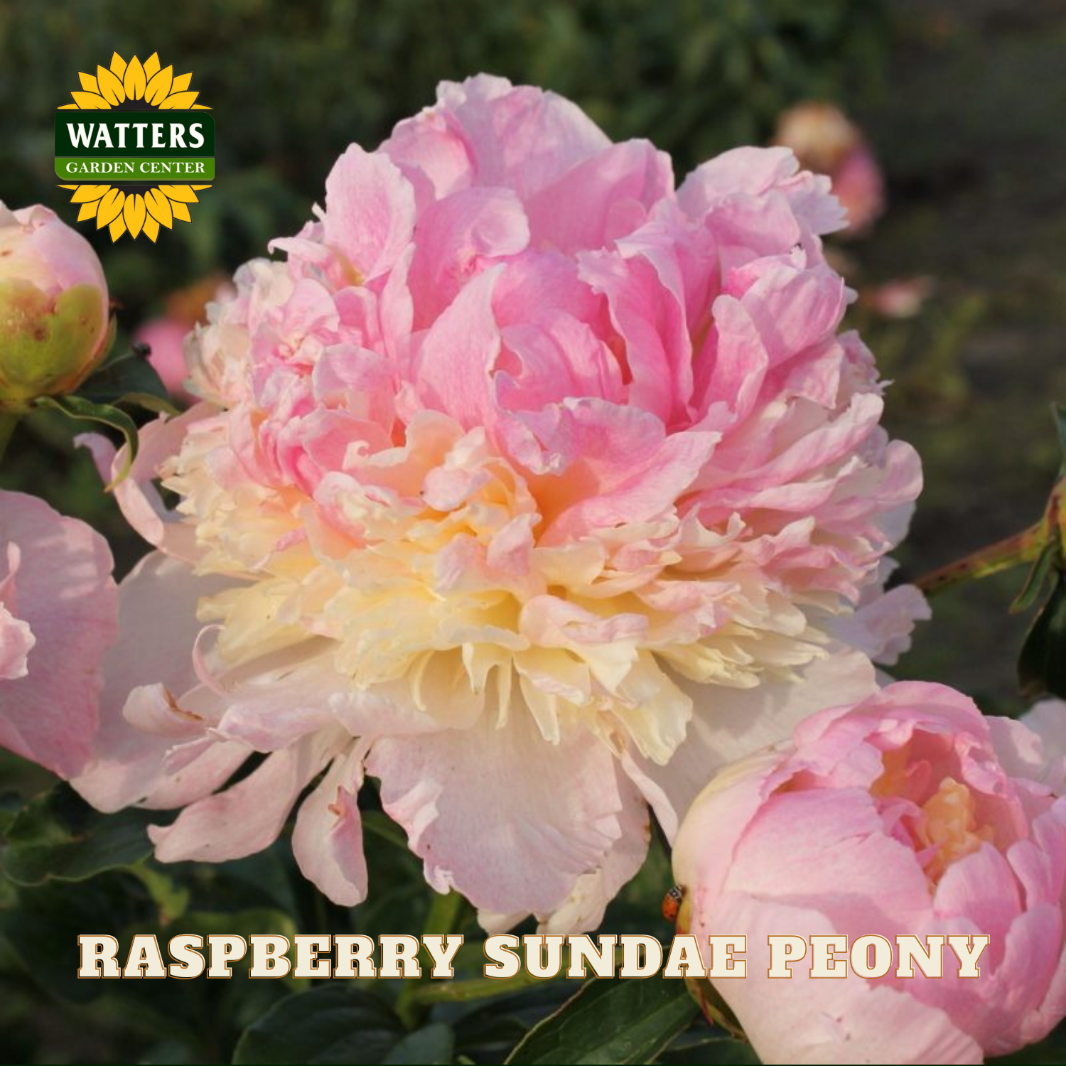 Pink and yellow raspberry sundae peony with Watters Garden Center logo.