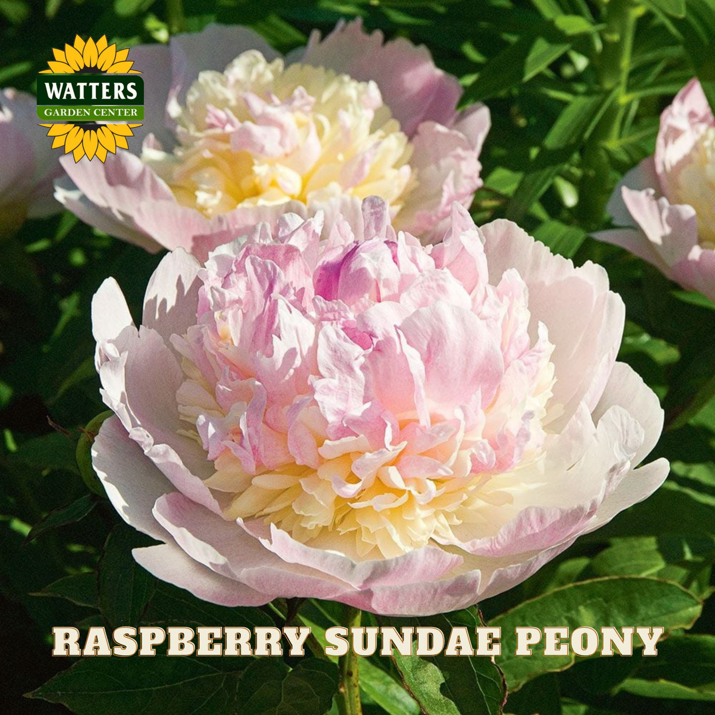Pink and white raspberry sundae peony with Watters Garden Center logo