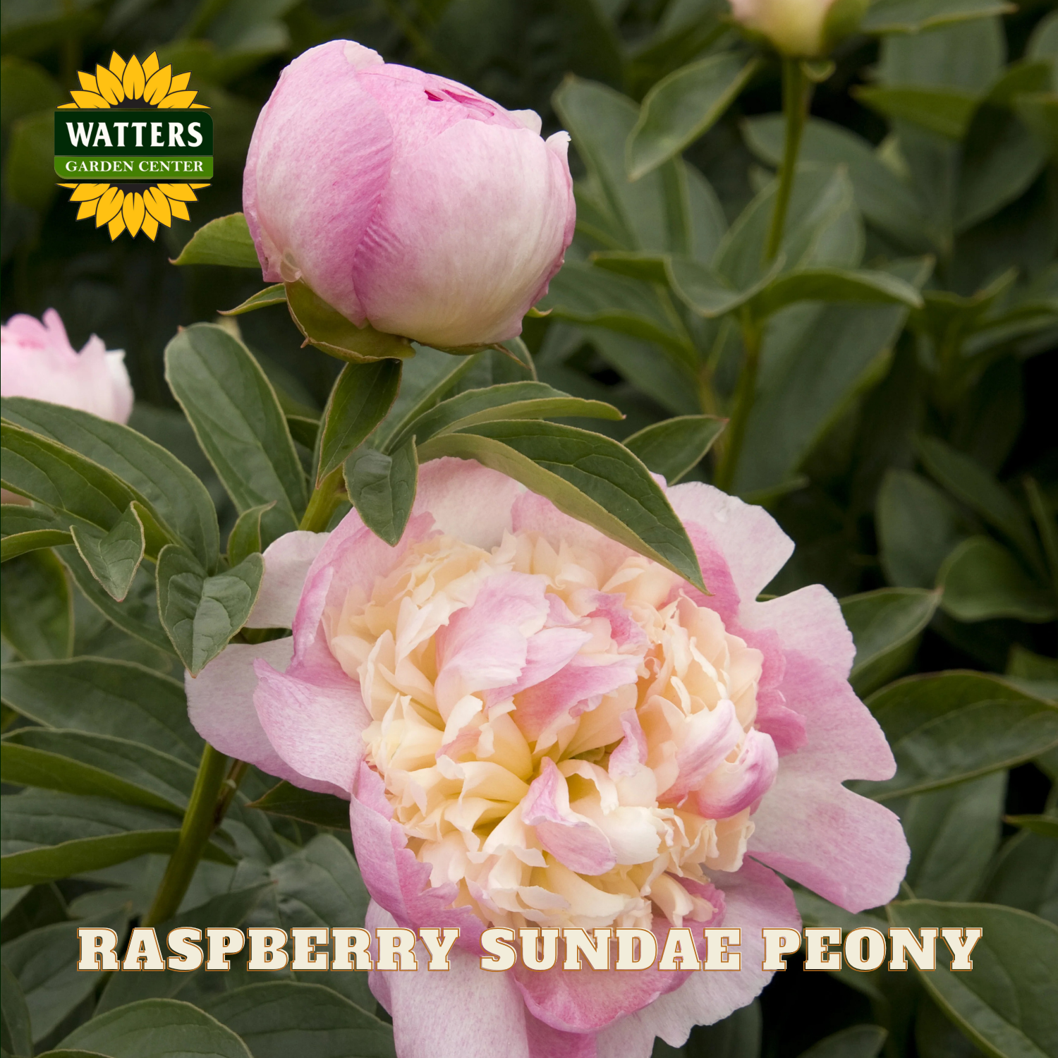 Pink raspberry sundae peony flower with green leaves, Watters Garden Center logo.
