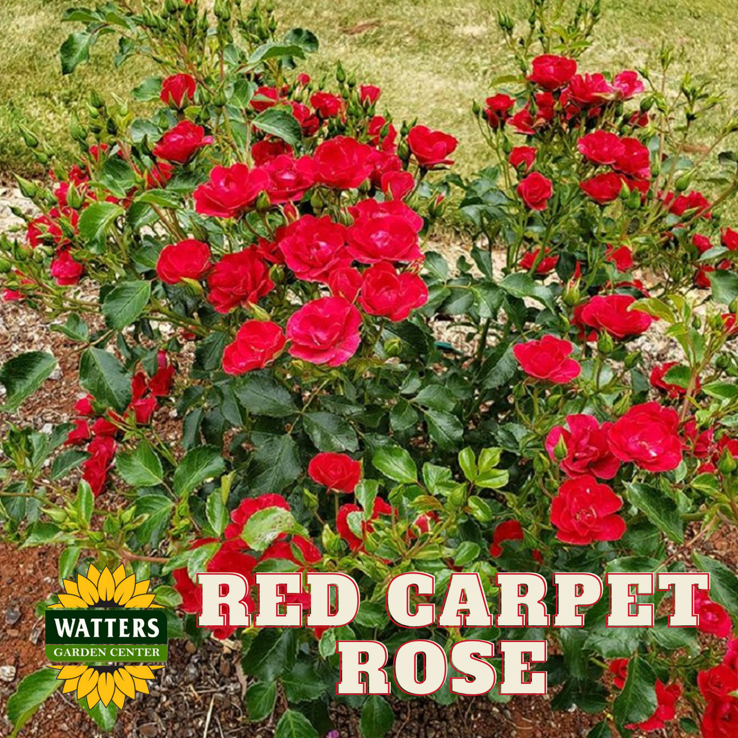 RED CARPET ROSE 2gal