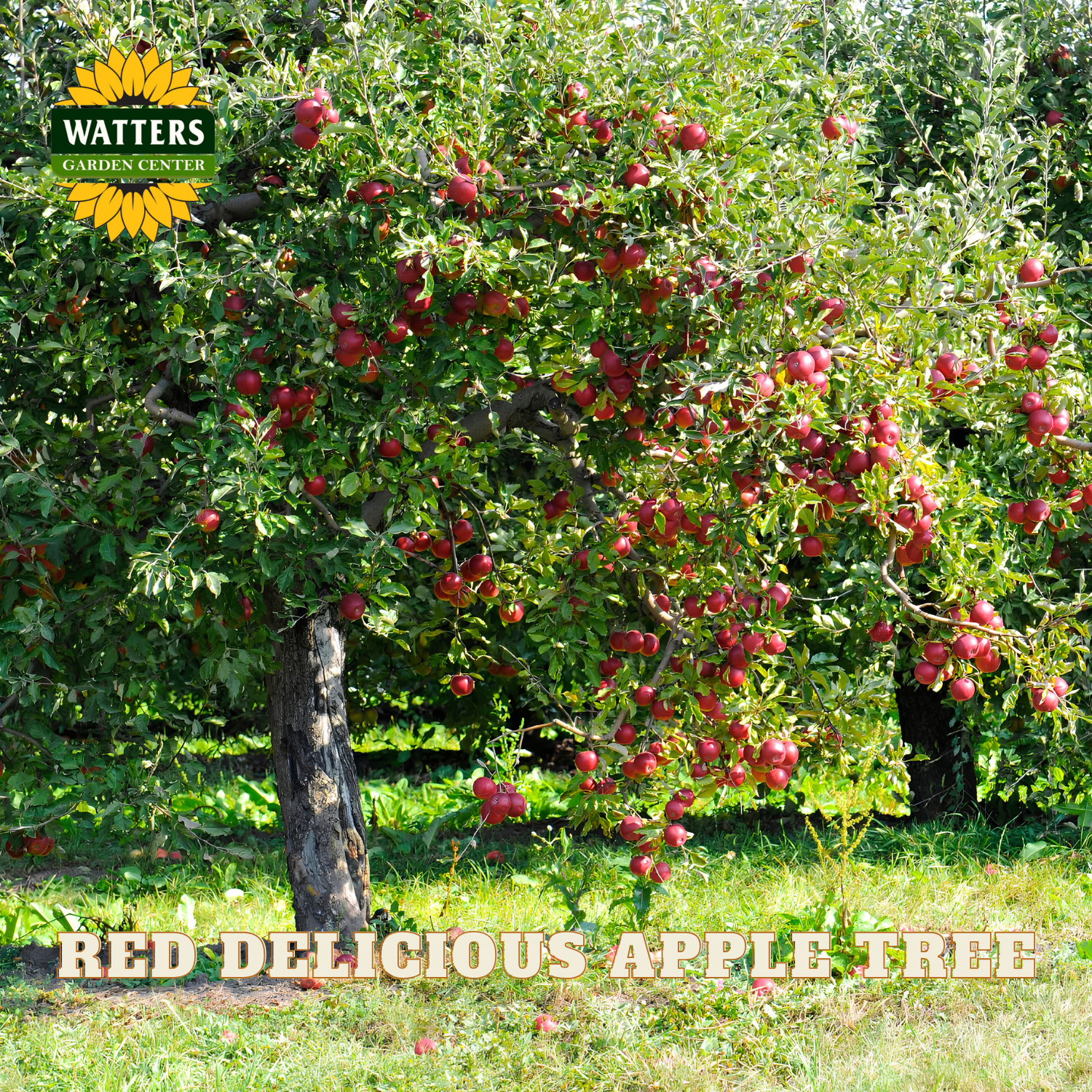 Red Delicious apple tree with ripe apples in an orchard, featuring Watters Garden Center logo.