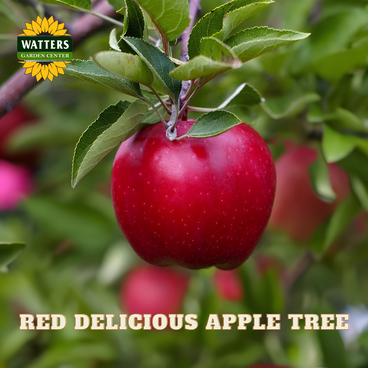 Red Delicious apple on a tree branch with 'Watters Garden Center' logo.