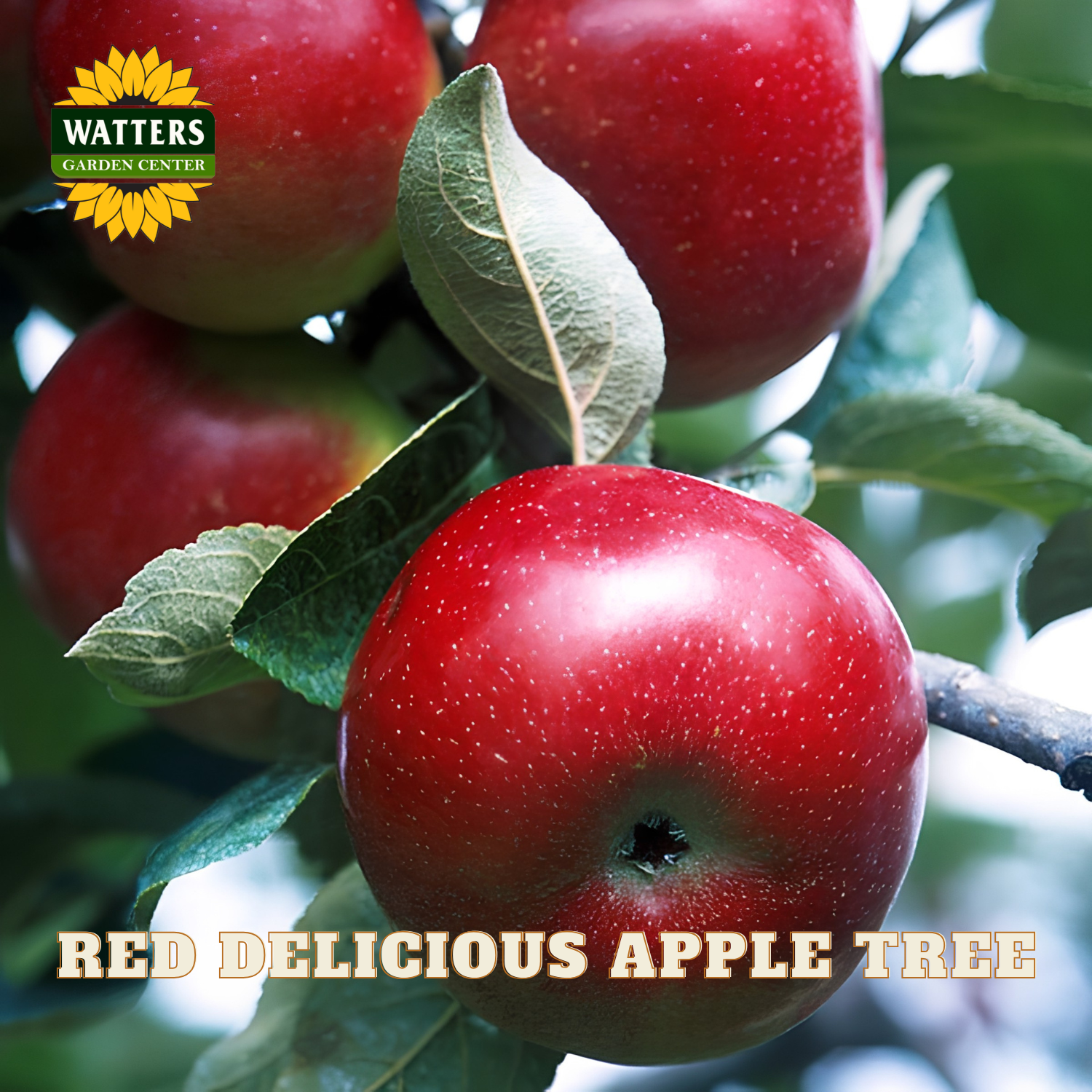 Red Delicious apples on a branch with Watters Garden Center logo.