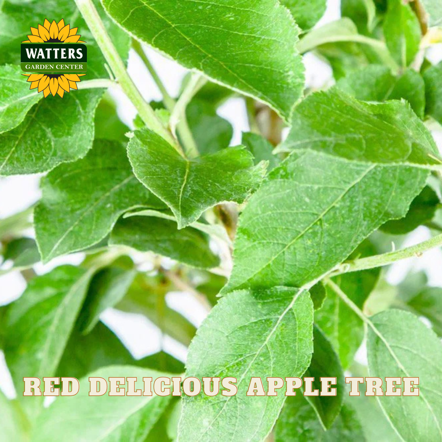 Close-up of green leaves with 'Watters Garden Center' logo and text about Red Delicious apple tree.