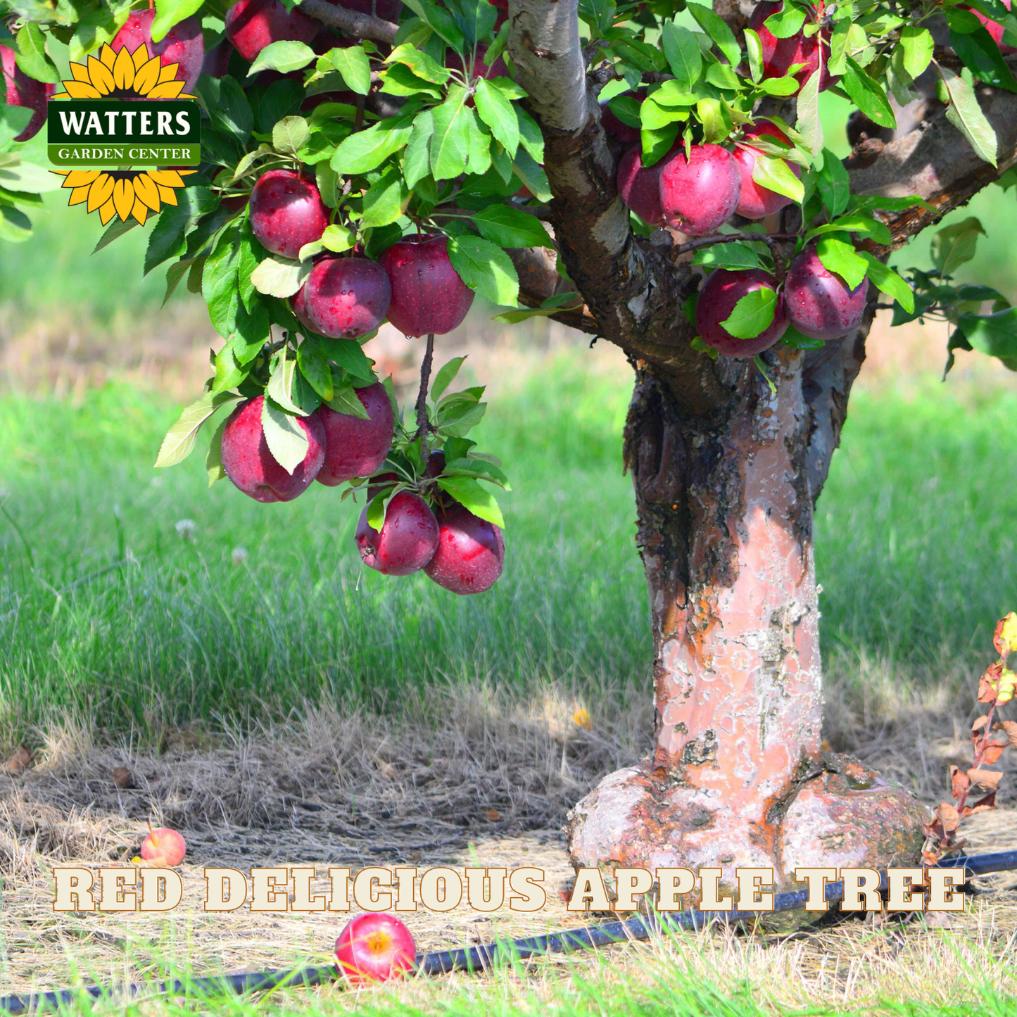 Red Delicious apple tree with apples hanging from it, labeled 'Watters Garden Center'.