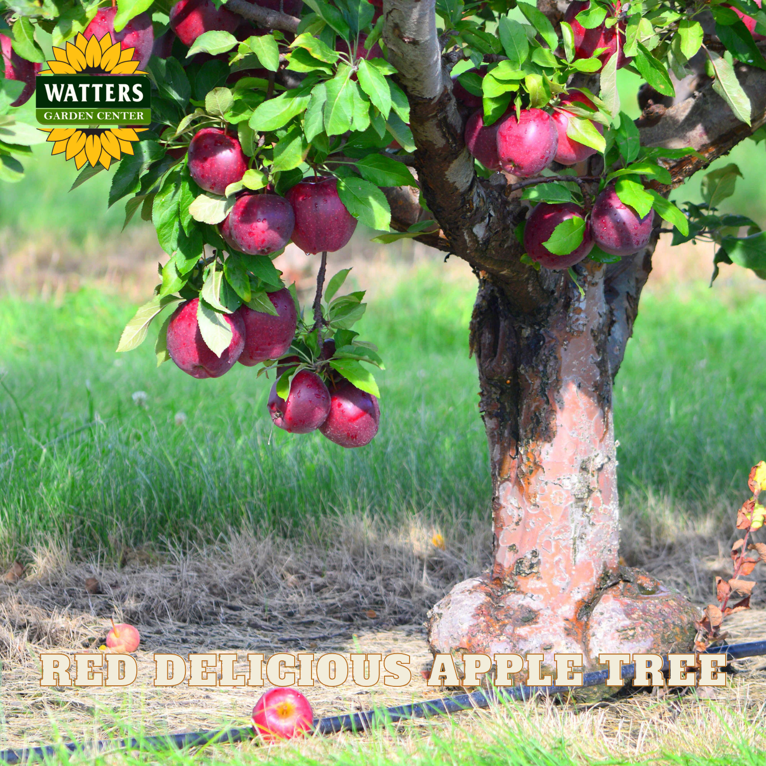 Red Delicious apple tree with apples hanging from it, labeled 'Watters Garden Center'.