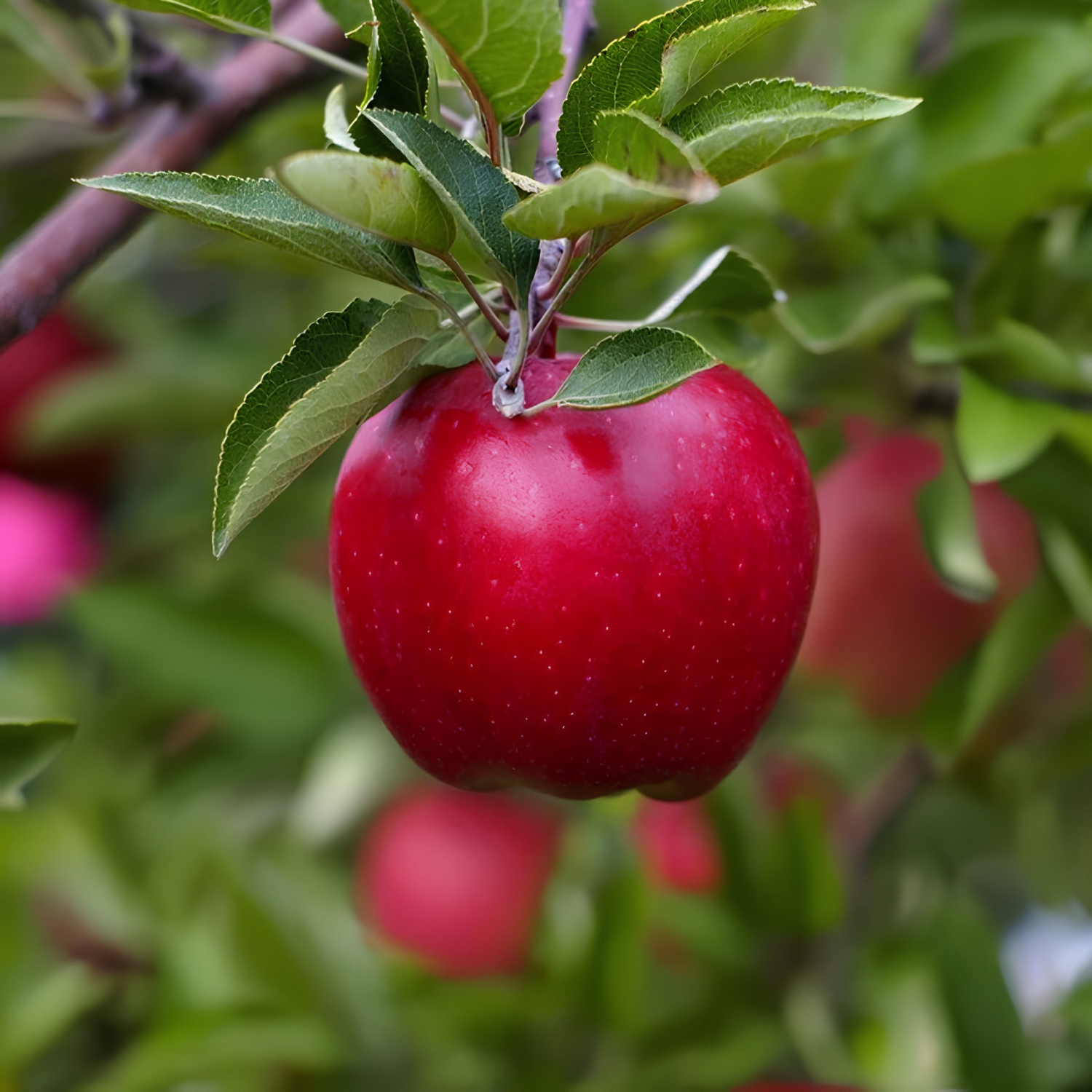 Red apple hanging from a tree with green leaves