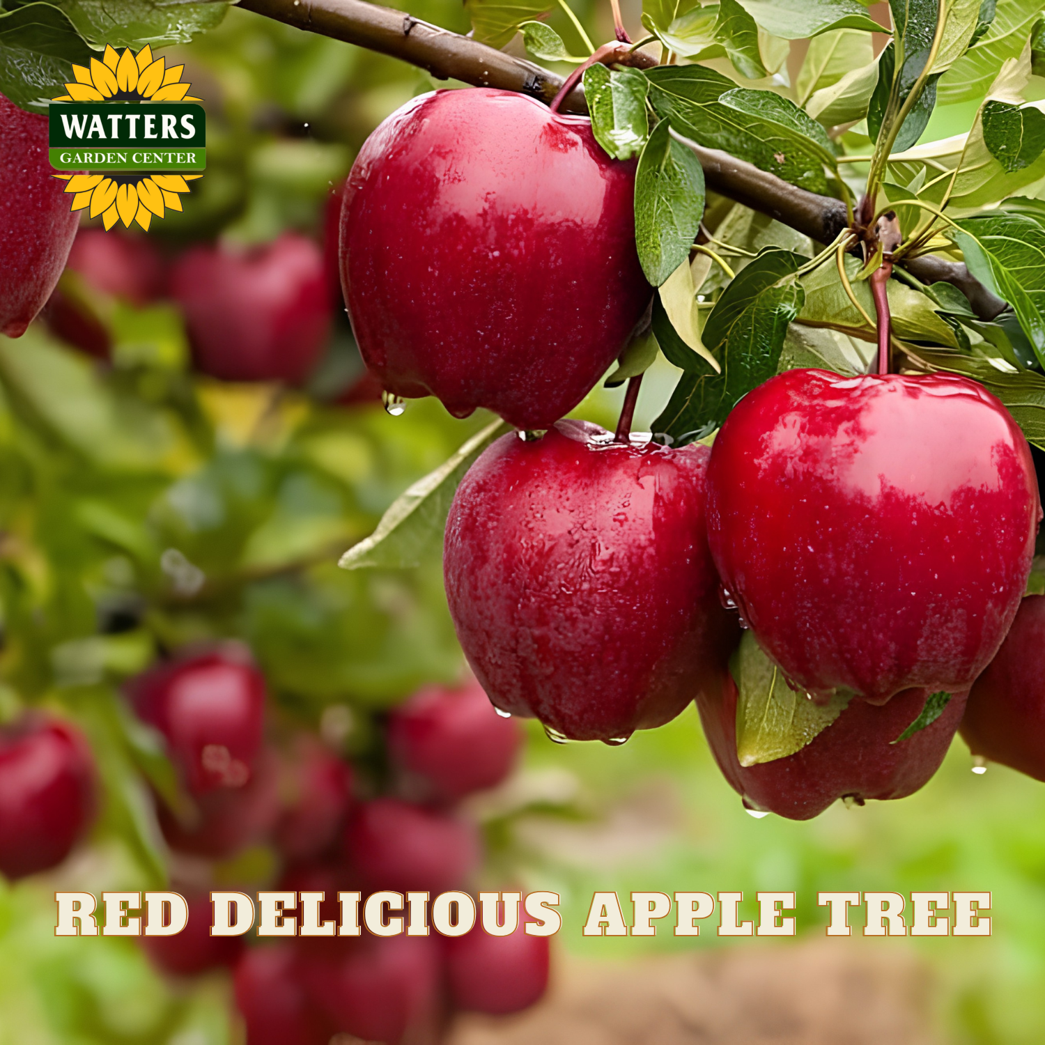 Red Delicious apples on a tree branch with Watters Garden Center logo.