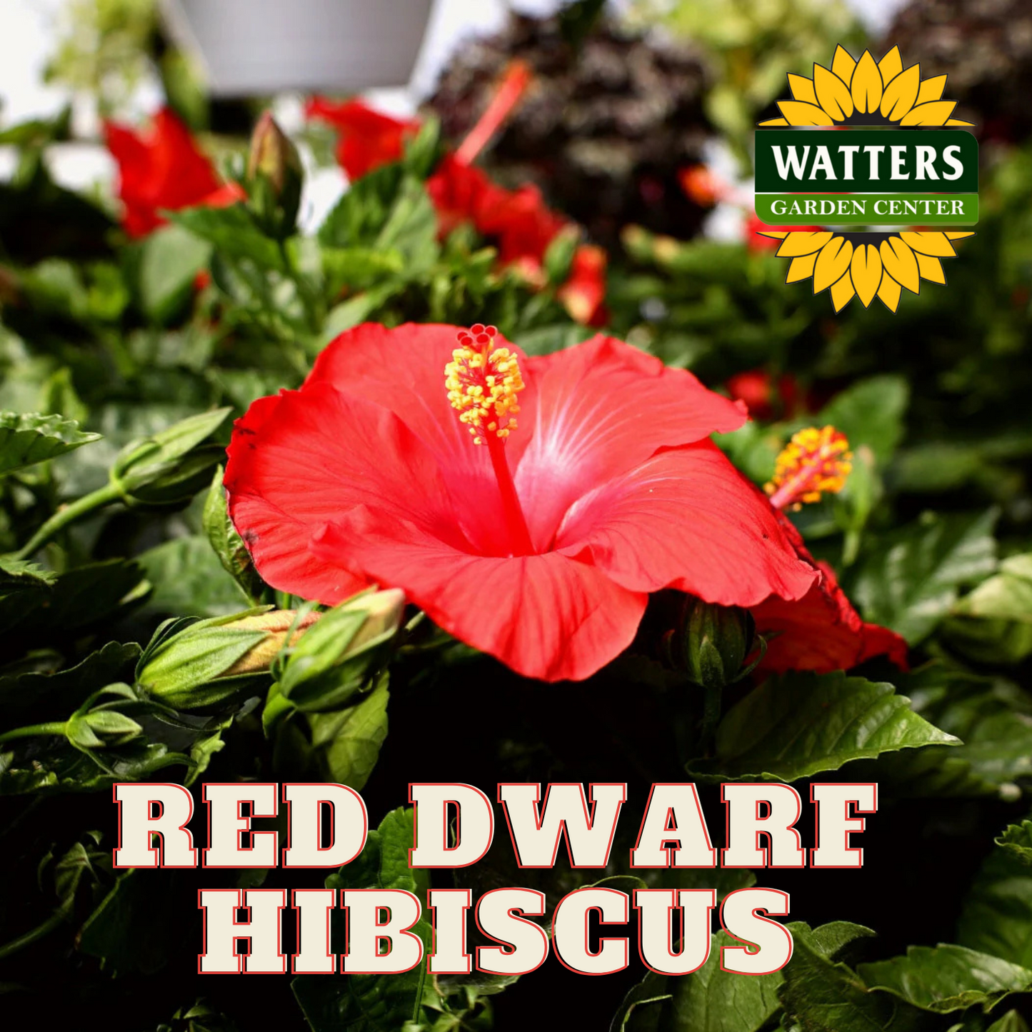 RED DWARF HIBISCUS 3gal