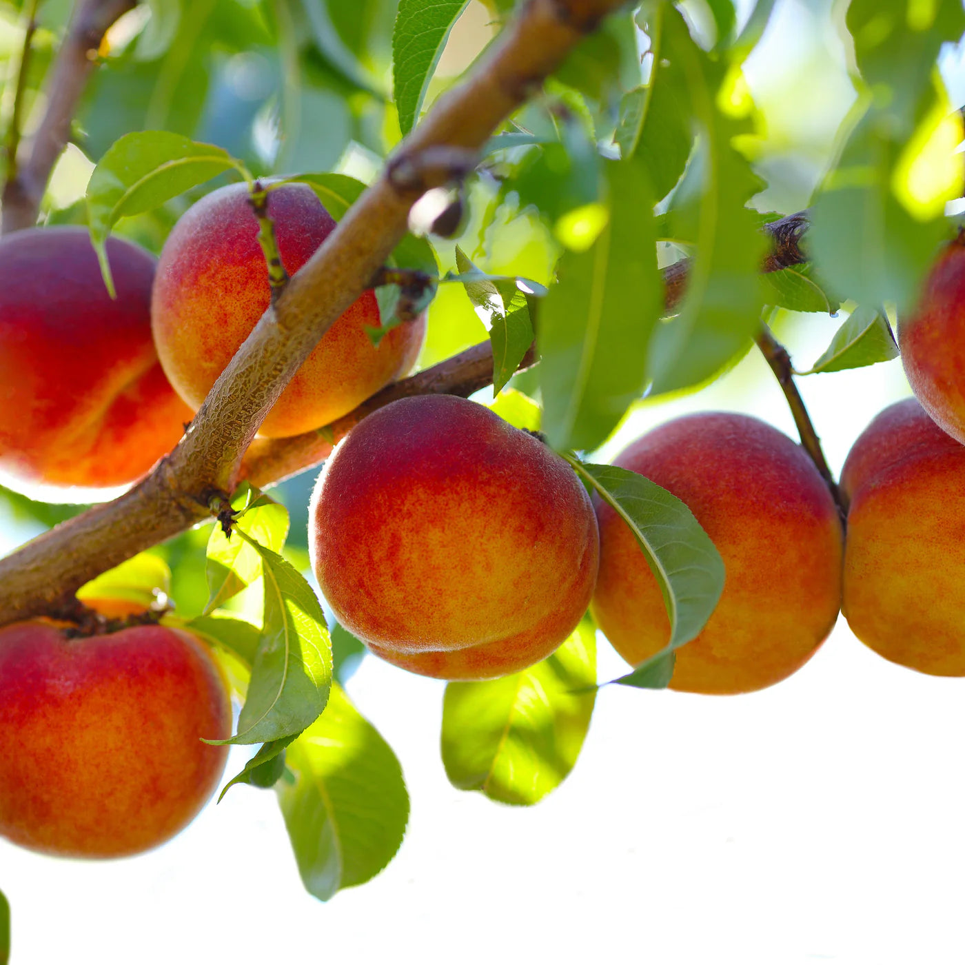 RED GOLD NECTARINE TREE 5gal