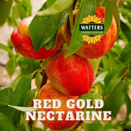 RED GOLD NECTARINE TREE 5gal