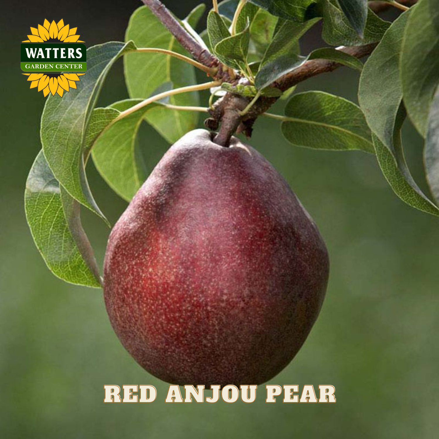 Red Anjou pear hanging from a tree with Watters Garden Center logo.