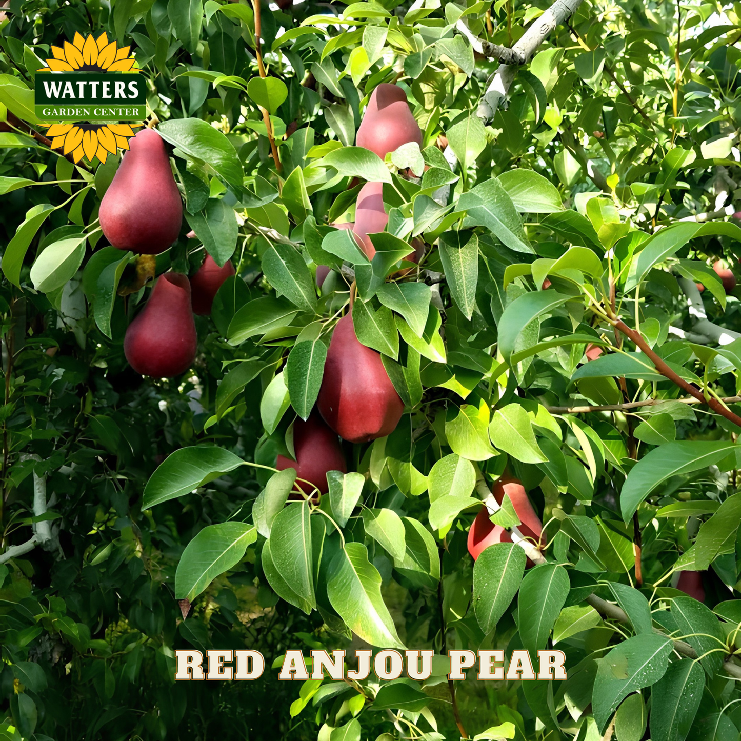 Red Anjou pear tree with ripe pears and green leaves, Watters Garden Center logo visible.
