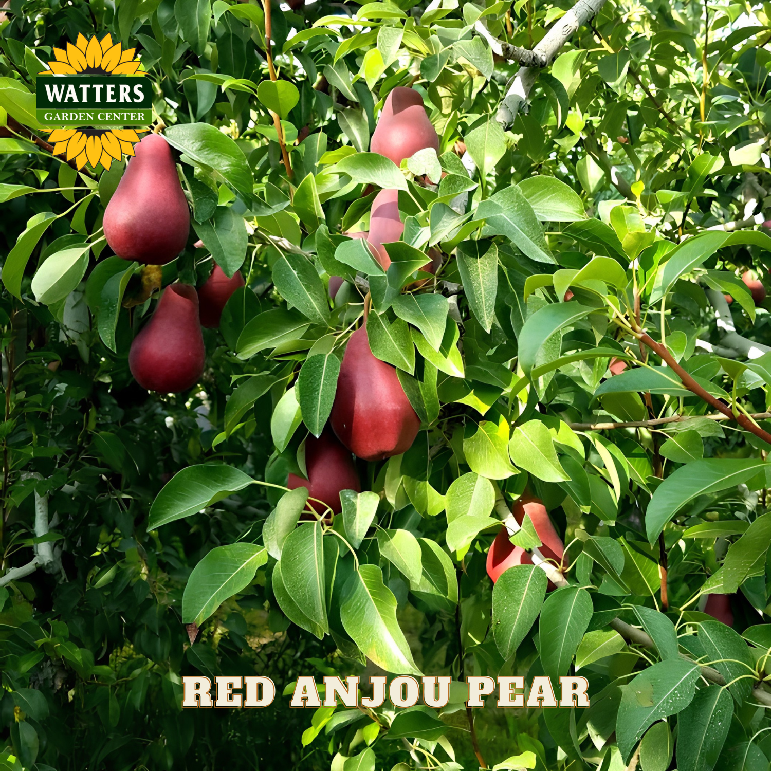 Red Anjou pear tree with ripe pears and green leaves, Watters Garden Center logo visible.