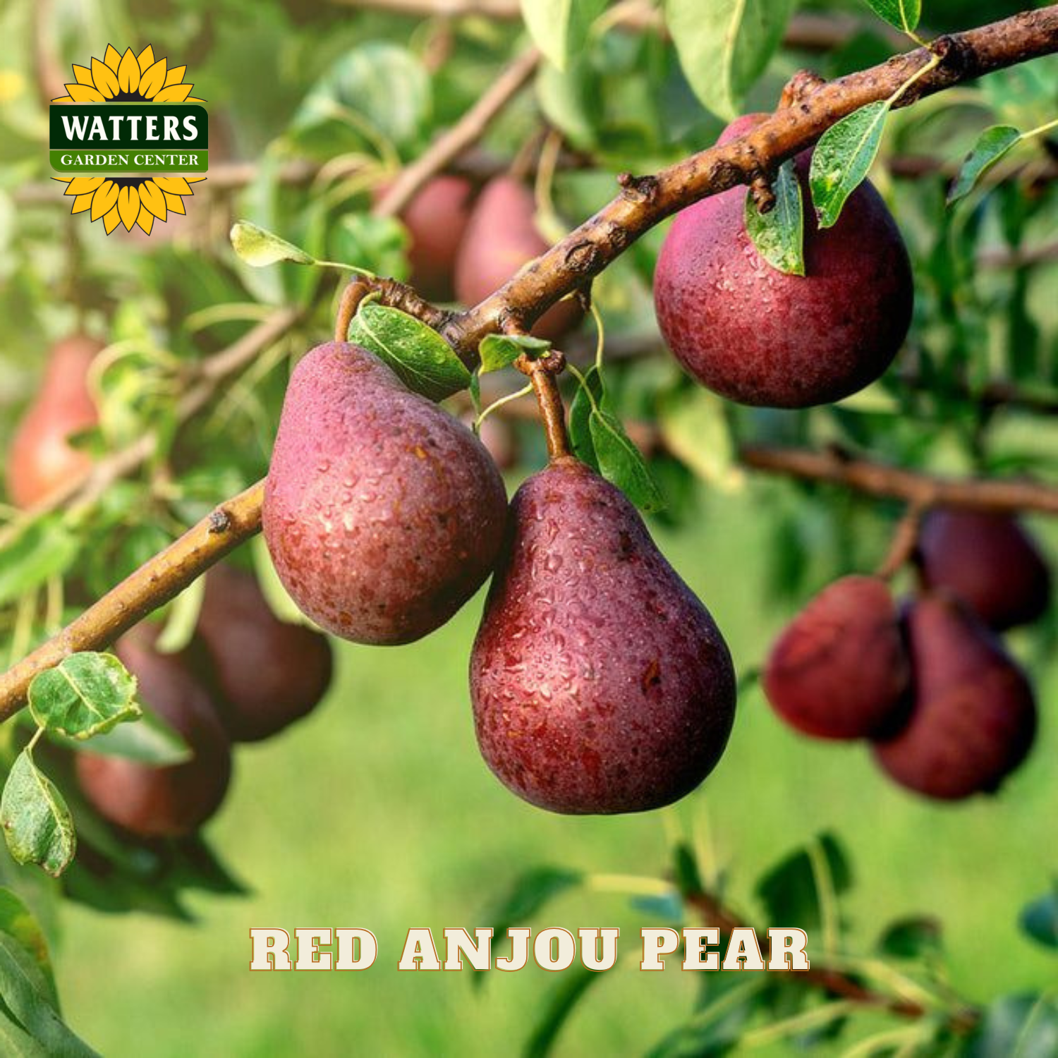 Red Anjou pears hanging on a tree branch with Watters Garden Center logo.