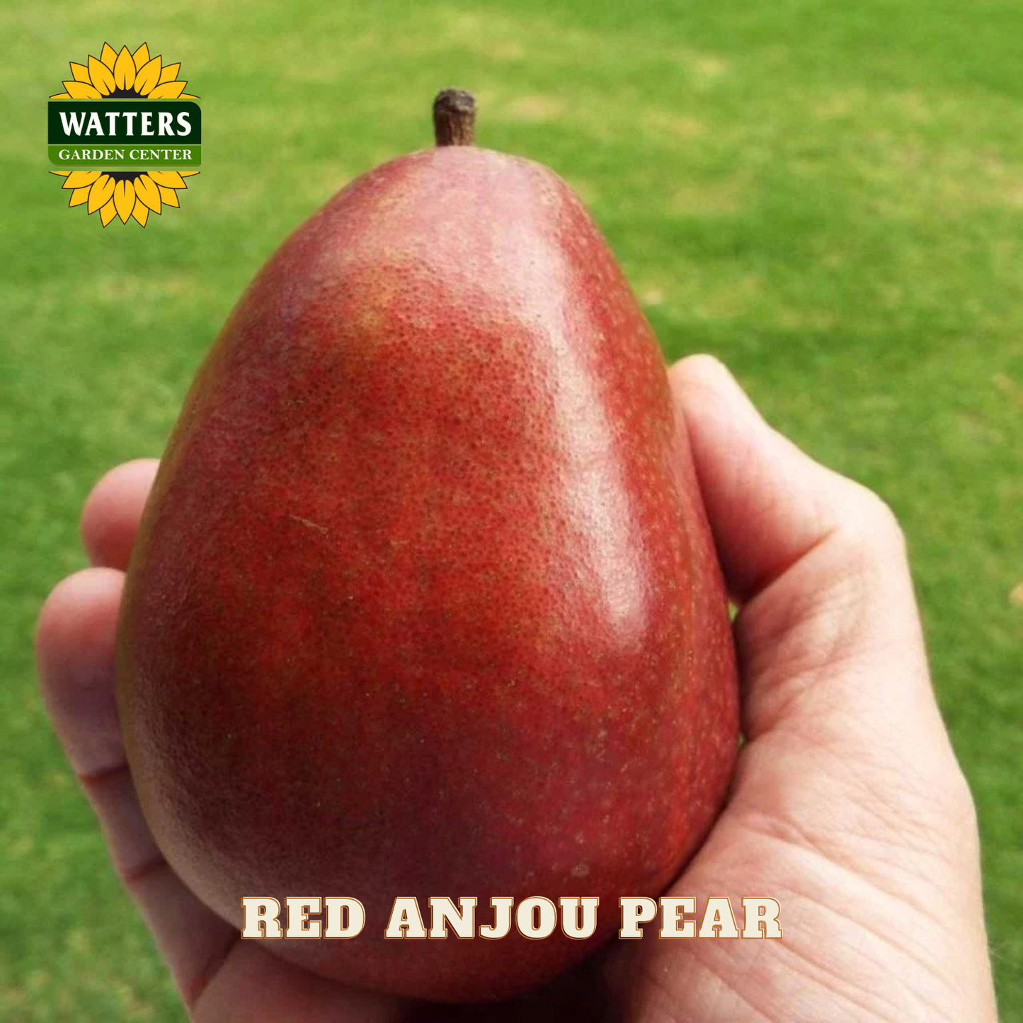 Red Anjou pear held in a hand with a green background and Watters Garden Center logo.