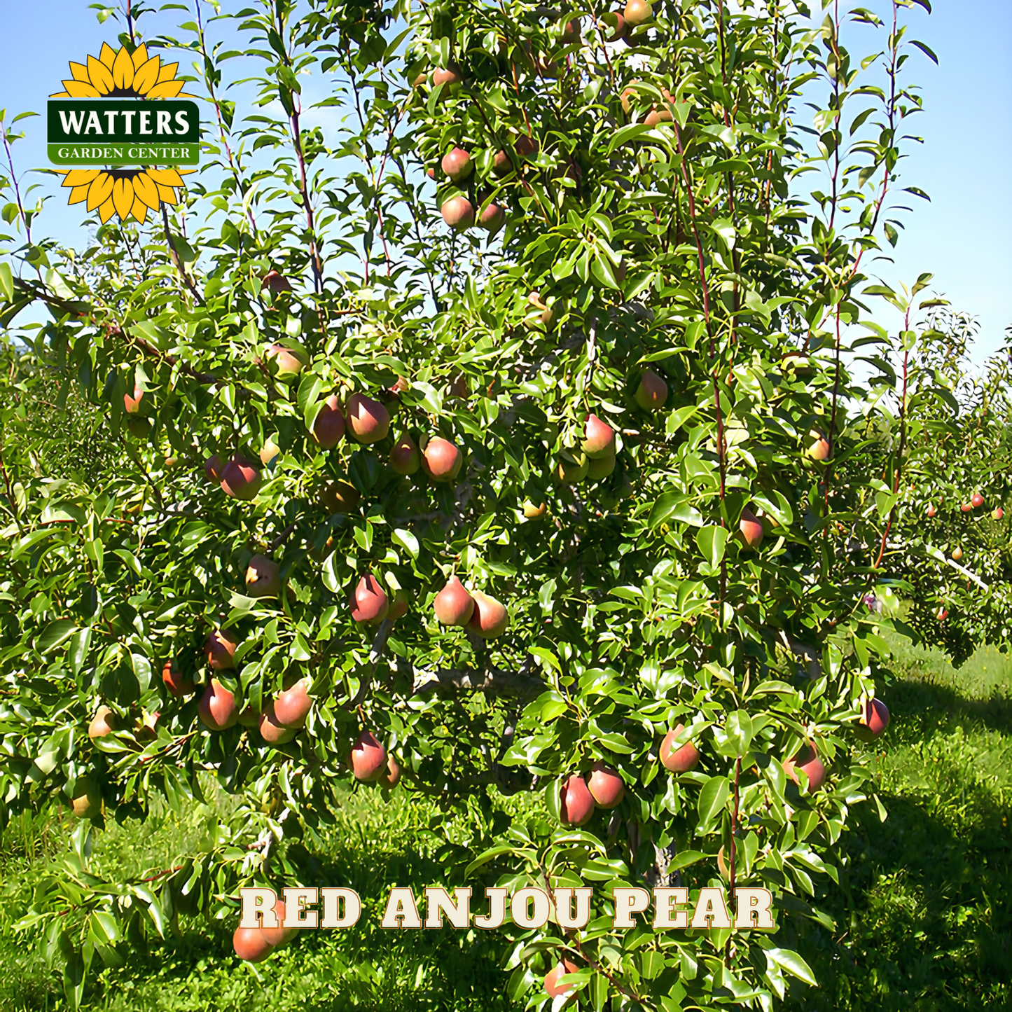 Red Anjou pear tree with ripe fruits in an orchard, Watters Garden Center branding visible.