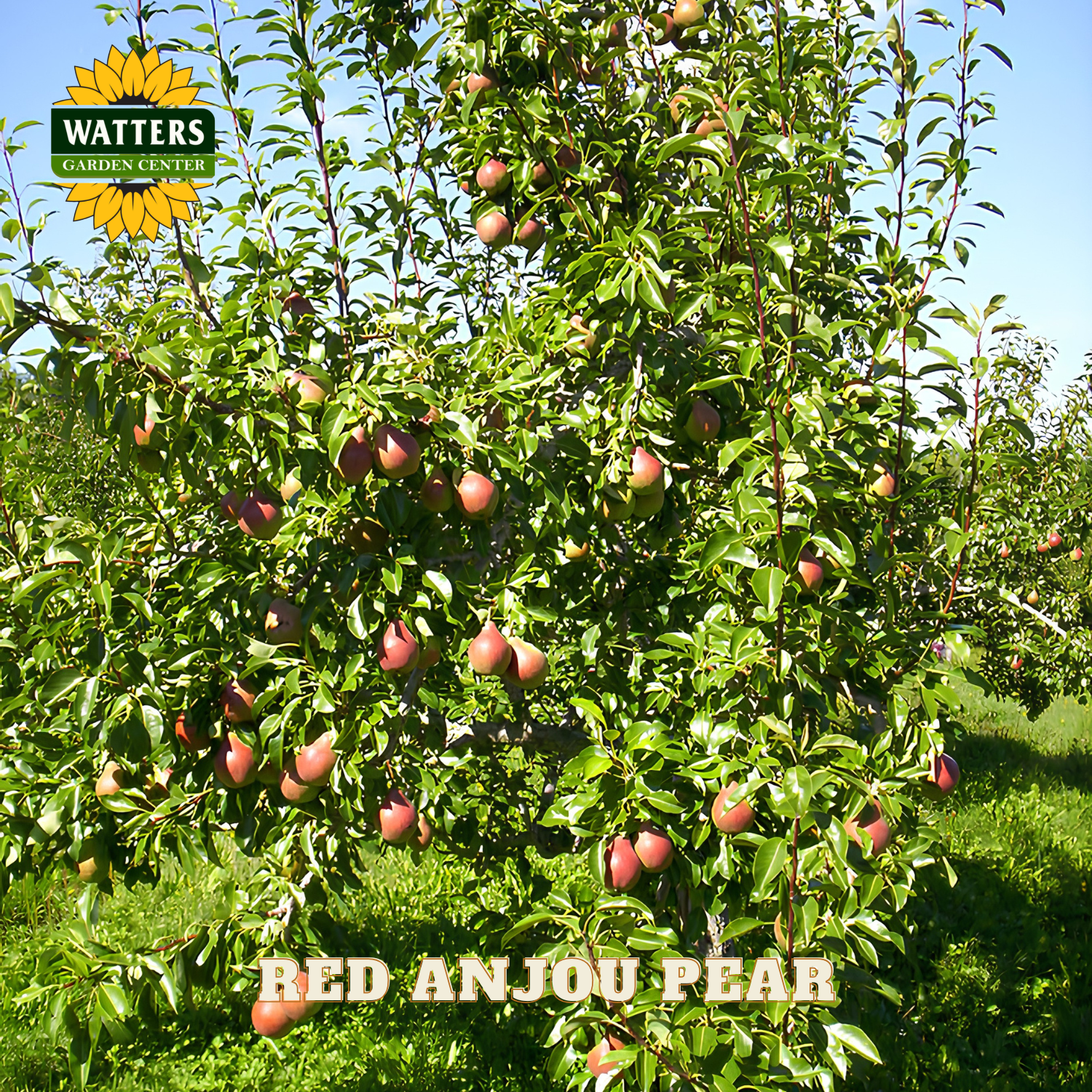 Red Anjou pear tree with ripe fruits in an orchard, Watters Garden Center branding visible.