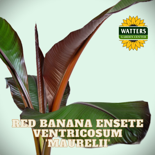 Red banana ensete ventricosum plant with Watters Garden Center logo on a light green background