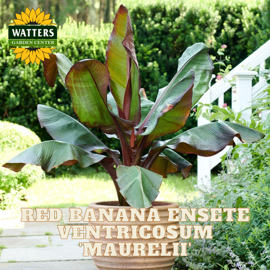 Potted Red Banana Ensete Ventricosum Maurelli plant with Watters Garden Center branding.