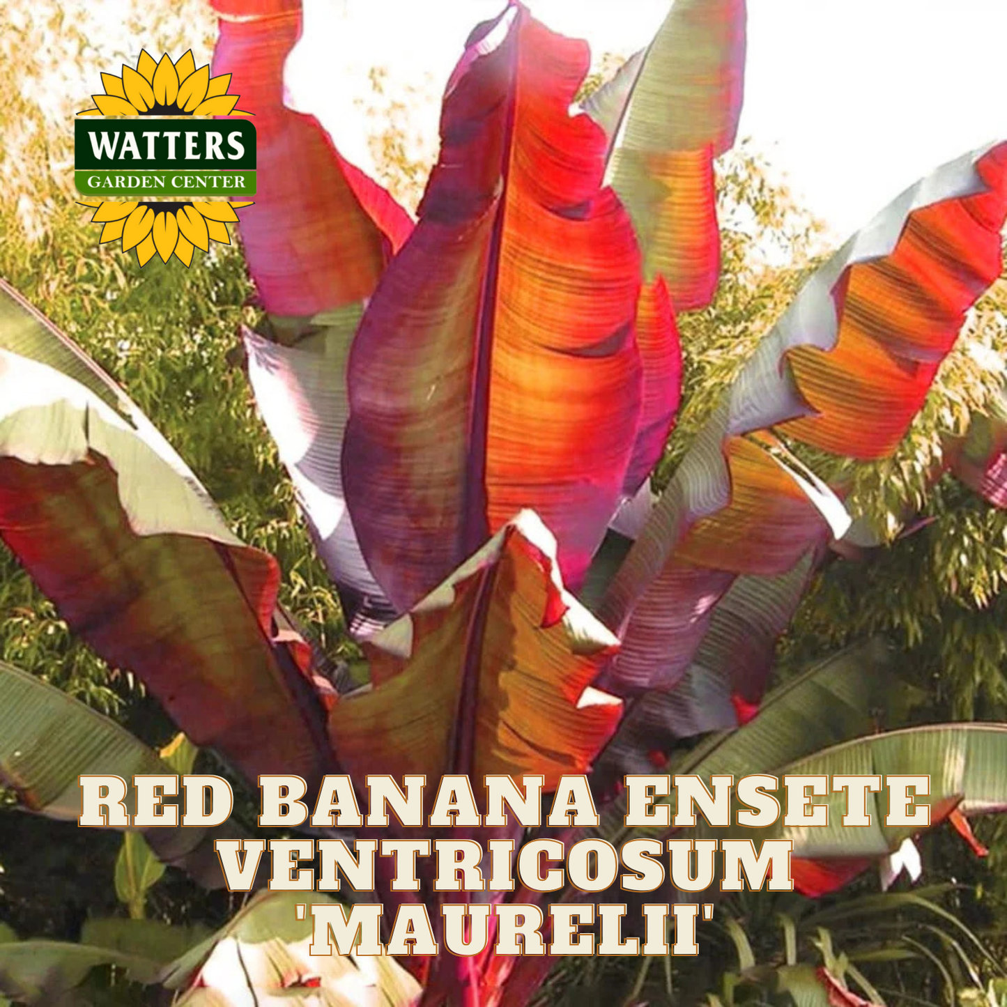 Red banana ensete ventricosum maurelii plant with Watters Garden Center logo.