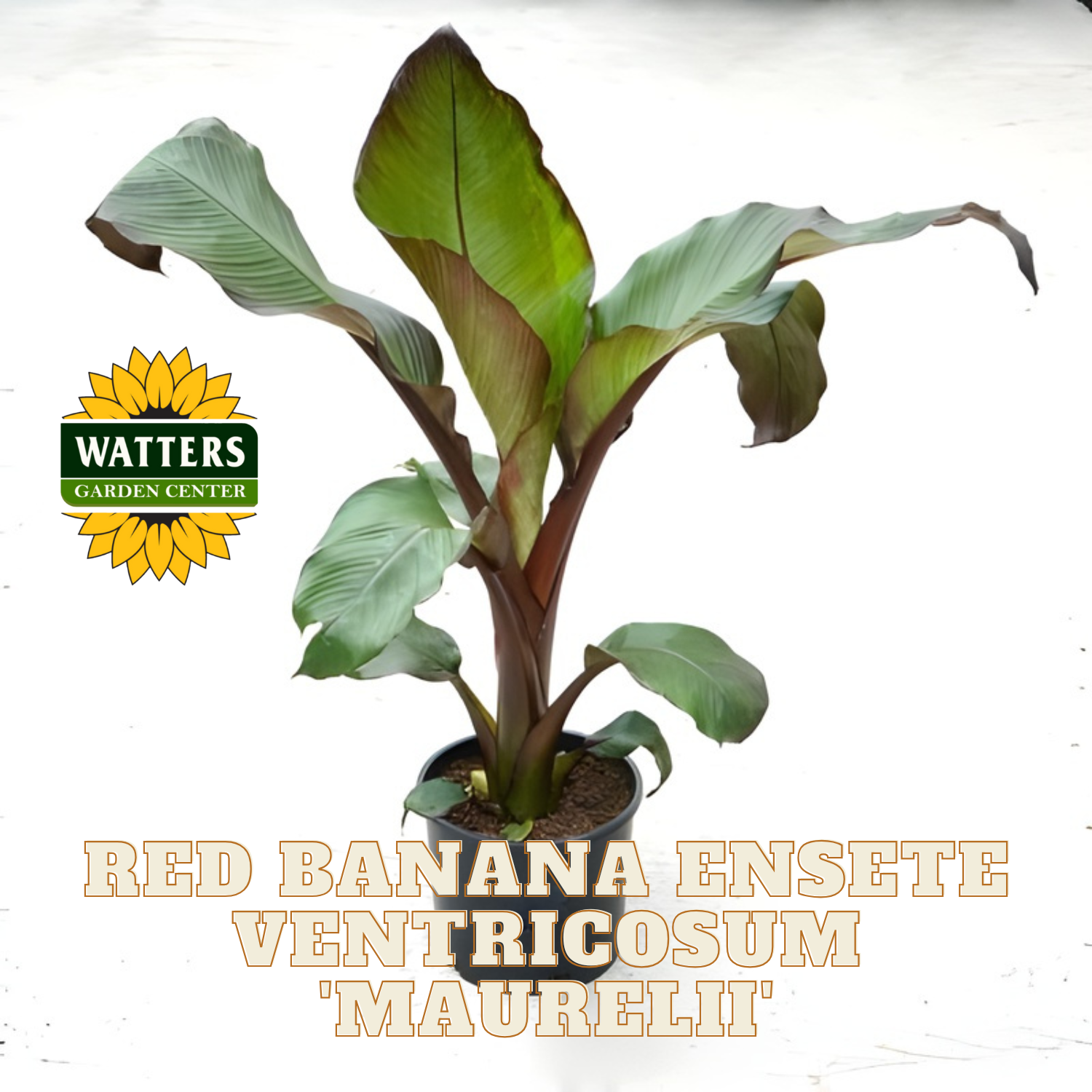 Potted plant with 'Watters Garden Center' logo and text 'Red Banana Ensete Ventricosum Maurelii'.
