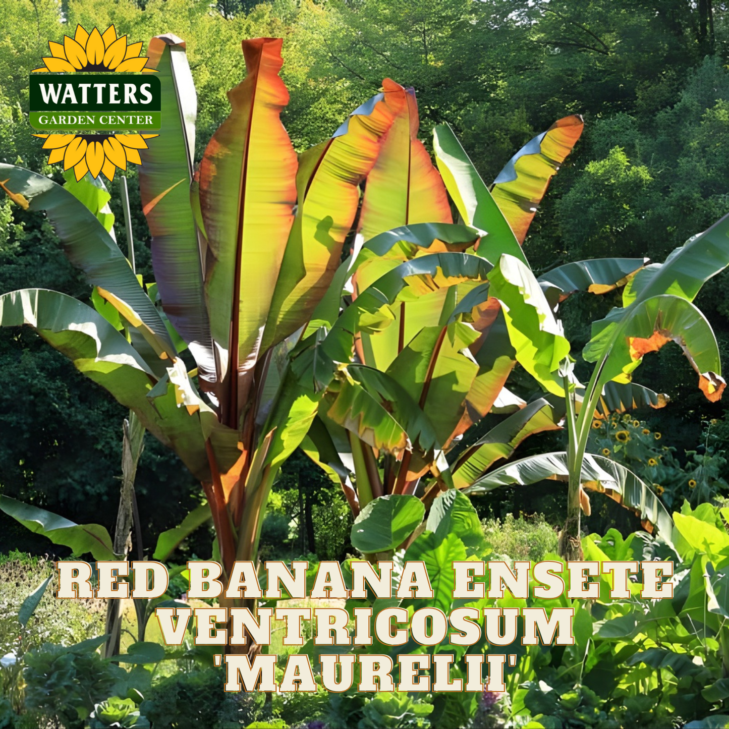 Red banana ensete ventricosum maurelli plant with Watters Garden Center logo.