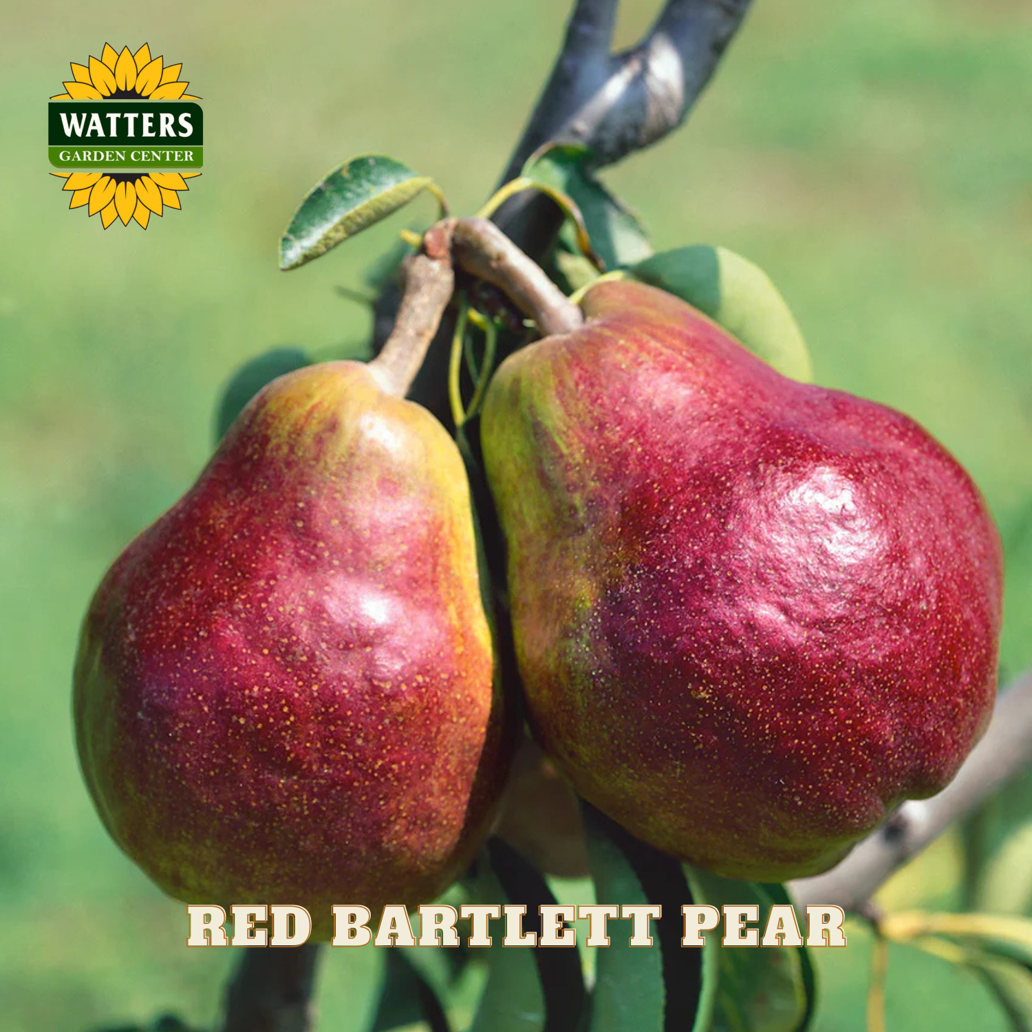 Two red Bartlett pears on a branch with Watters Garden Center logo.