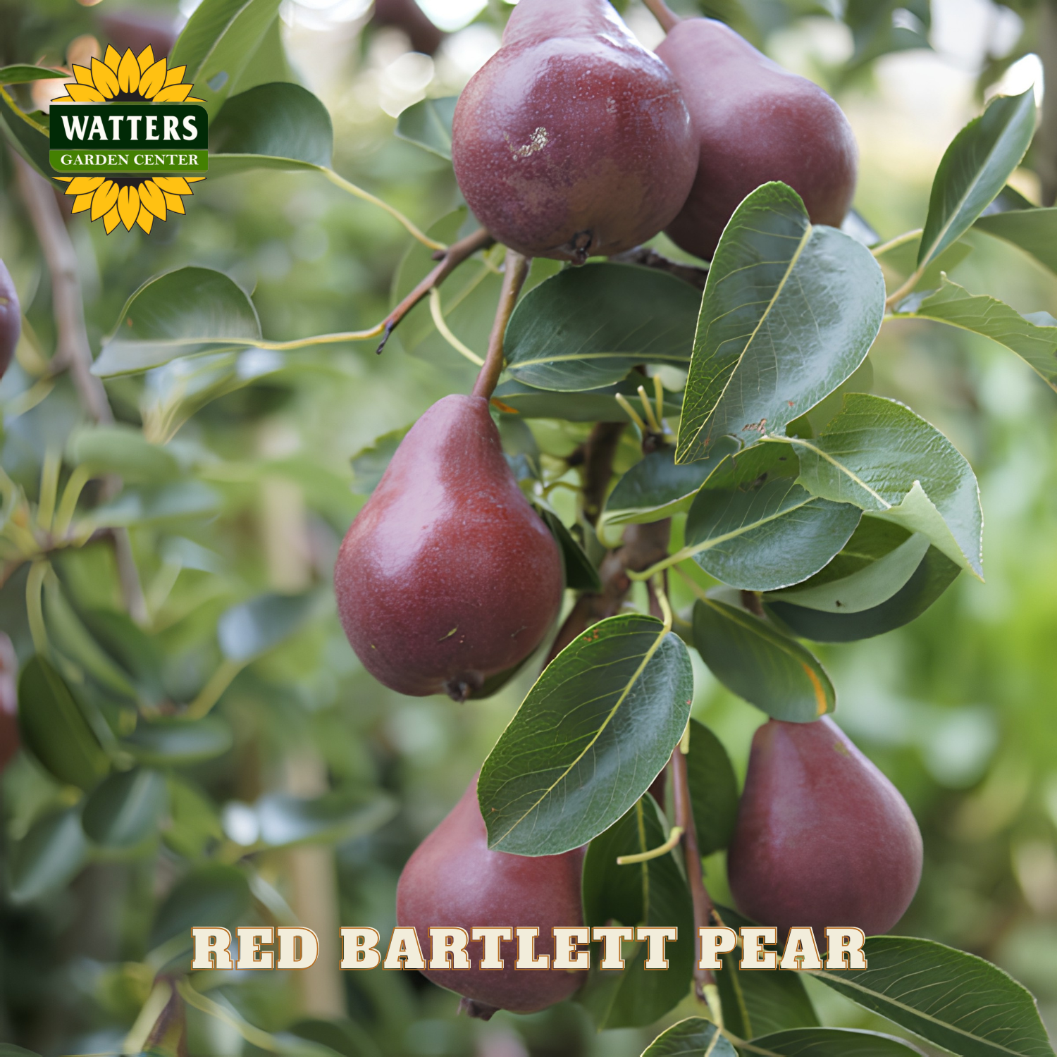 Red Bartlett pears on a tree branch with Watters Garden Center logo.