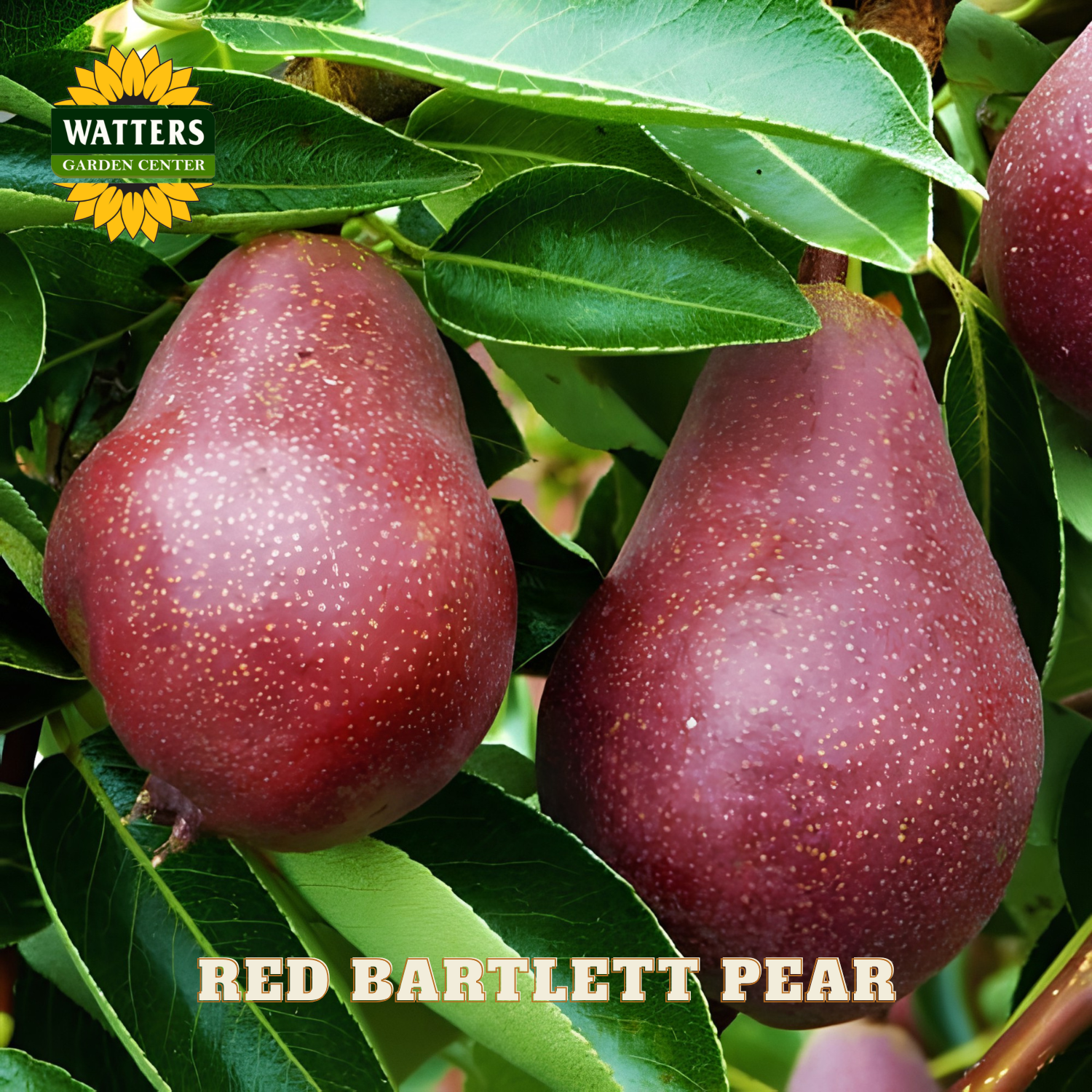 Red Bartlett pears on a tree with Watters Garden Center logo.