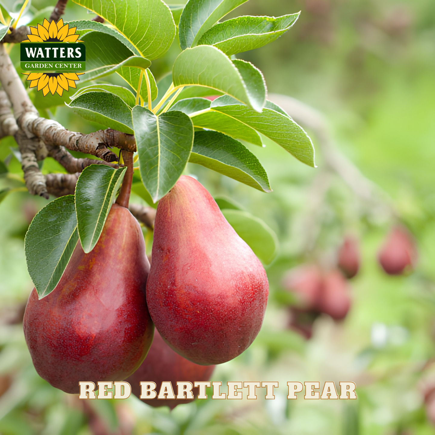 Red Bartlett pears hanging on a tree with Watters Garden Center logo.