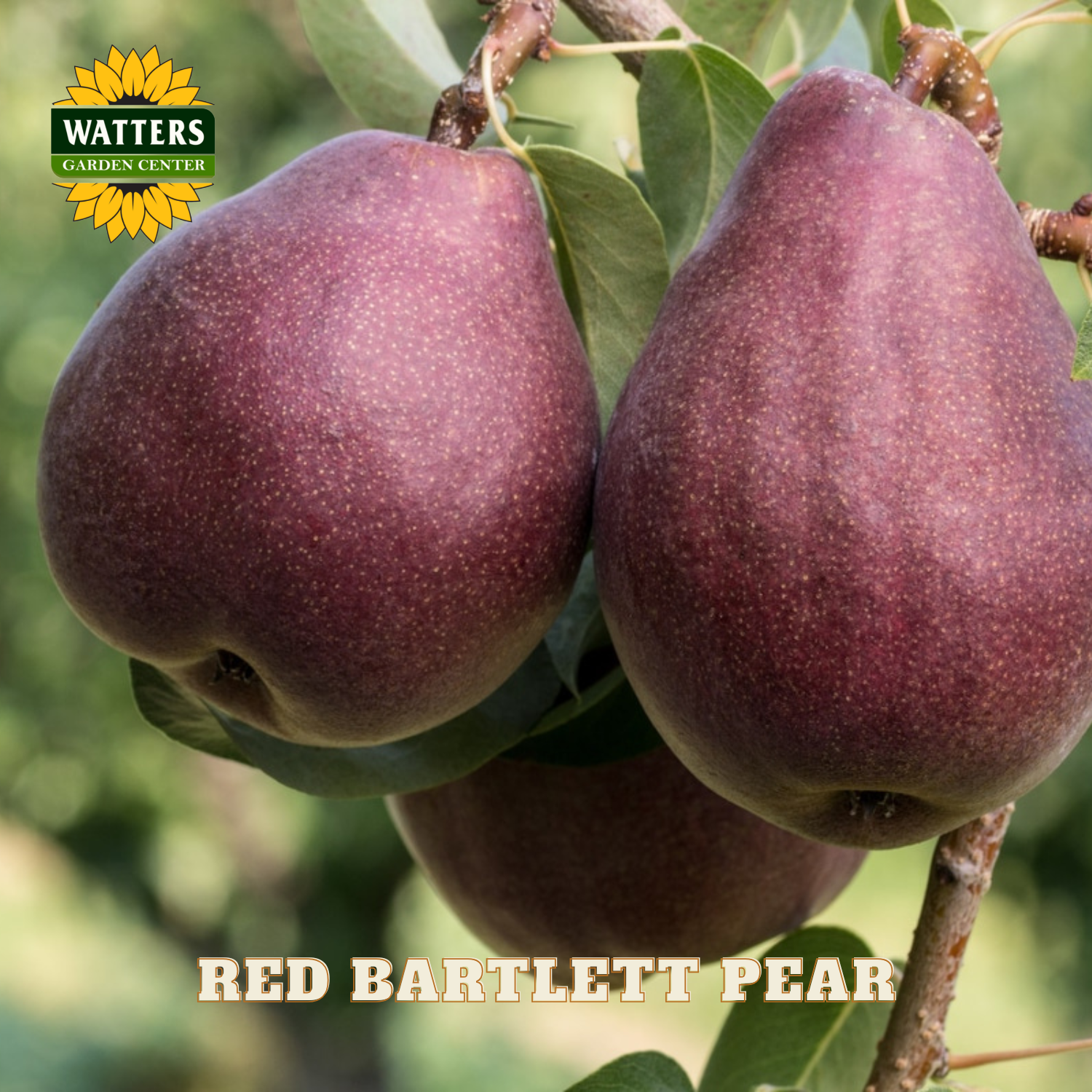 Two red Bartlett pears on a branch with Watters Garden Center logo.
