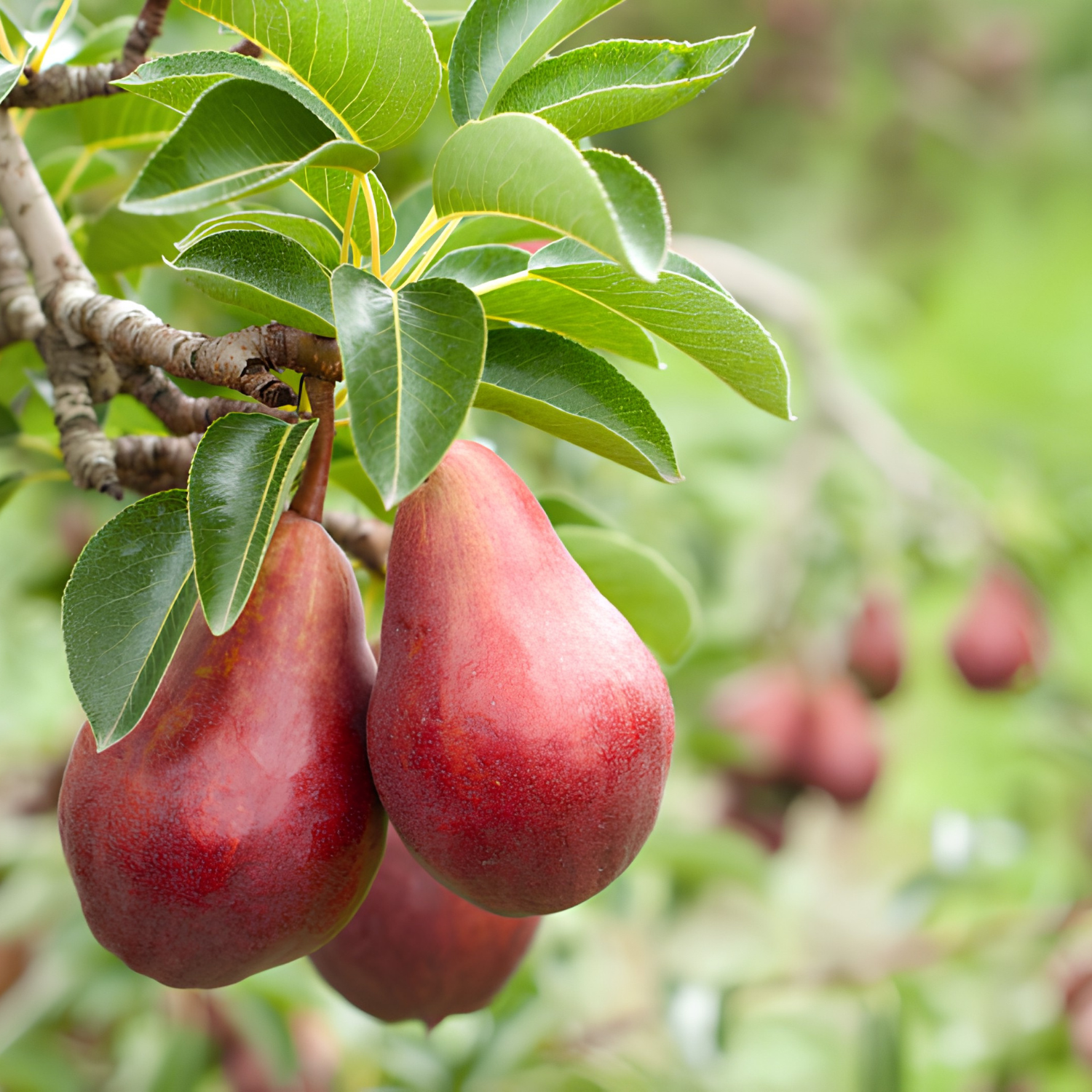 Red pears hanging from a tree with green leaves.