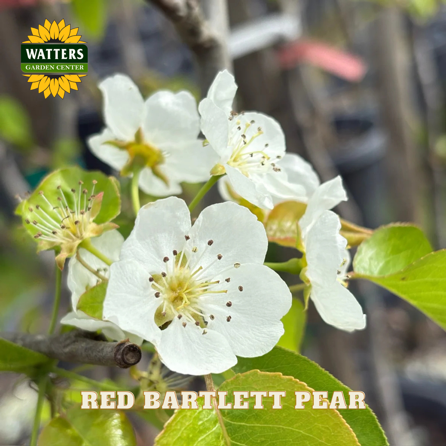 White flowers of a Red Bartlett Pear tree with Watters Garden Center branding.