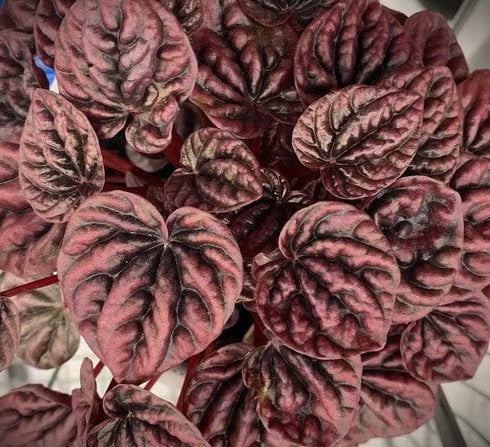 ASSORTED PEPEROMIA 6in