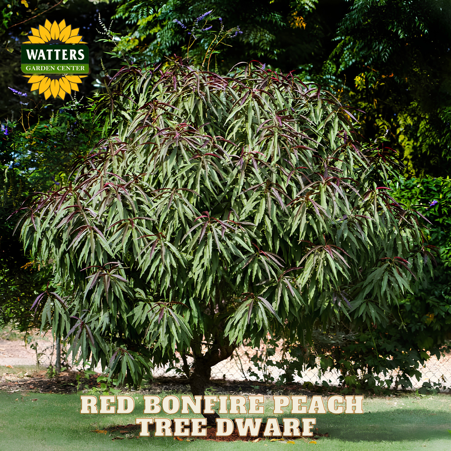 Dwarf peach tree with green leaves and Watters Garden Center logo.